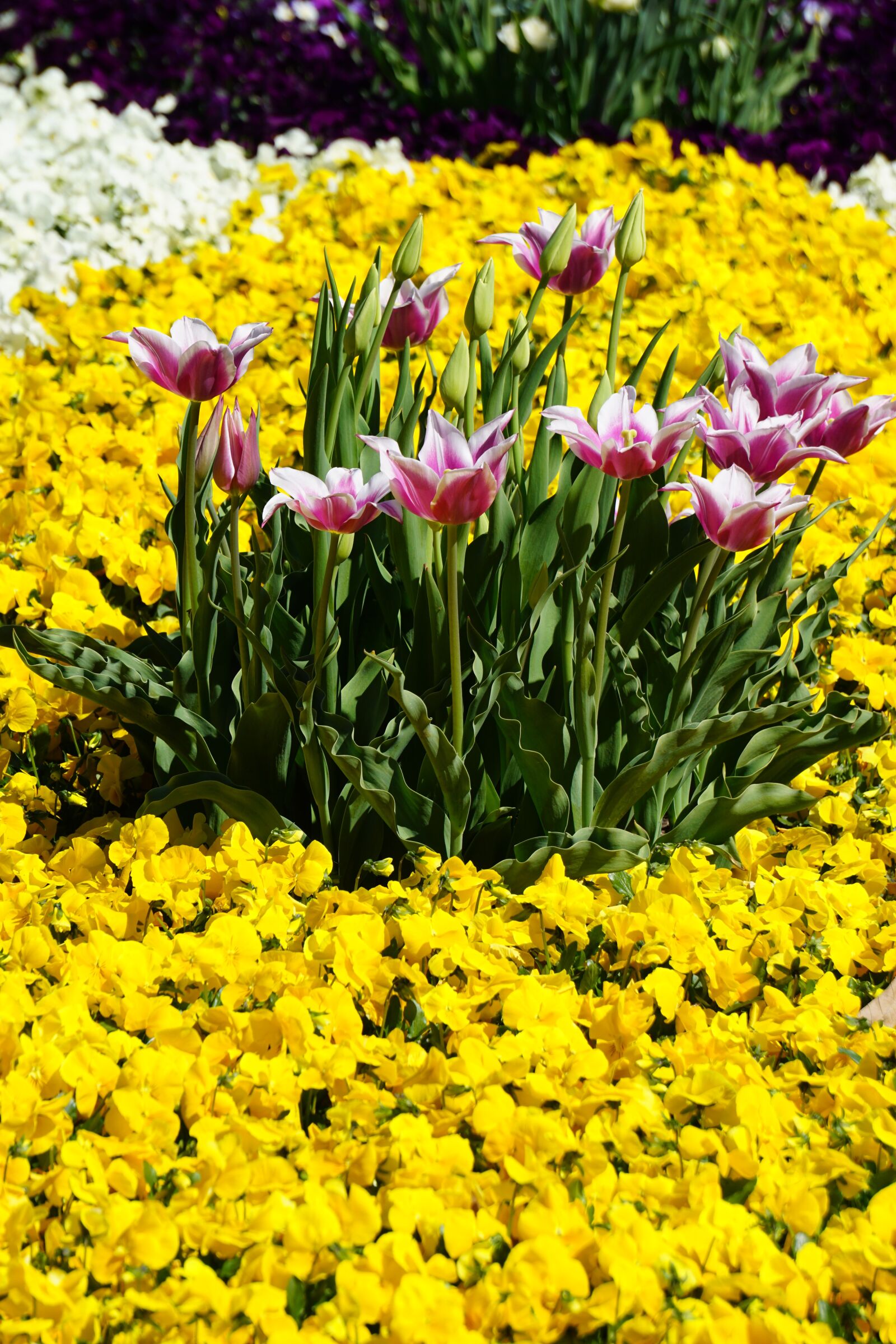 Sony E 55-210mm F4.5-6.3 OSS sample photo. Lumen, tulips, summer photography