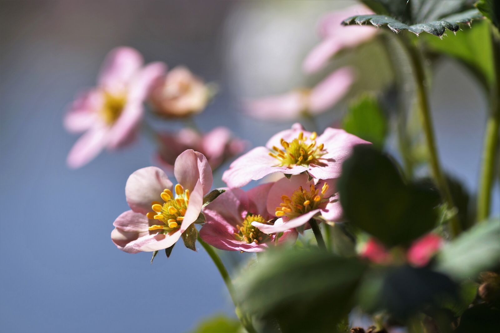 Sony SLT-A58 sample photo. Strawberry, flower, strawberries photography