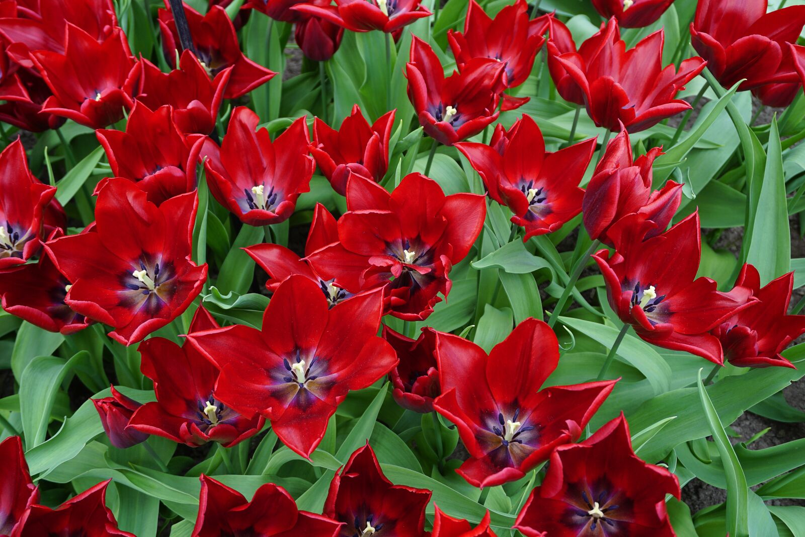 Sony a5100 sample photo. Tulips, flowers, red photography