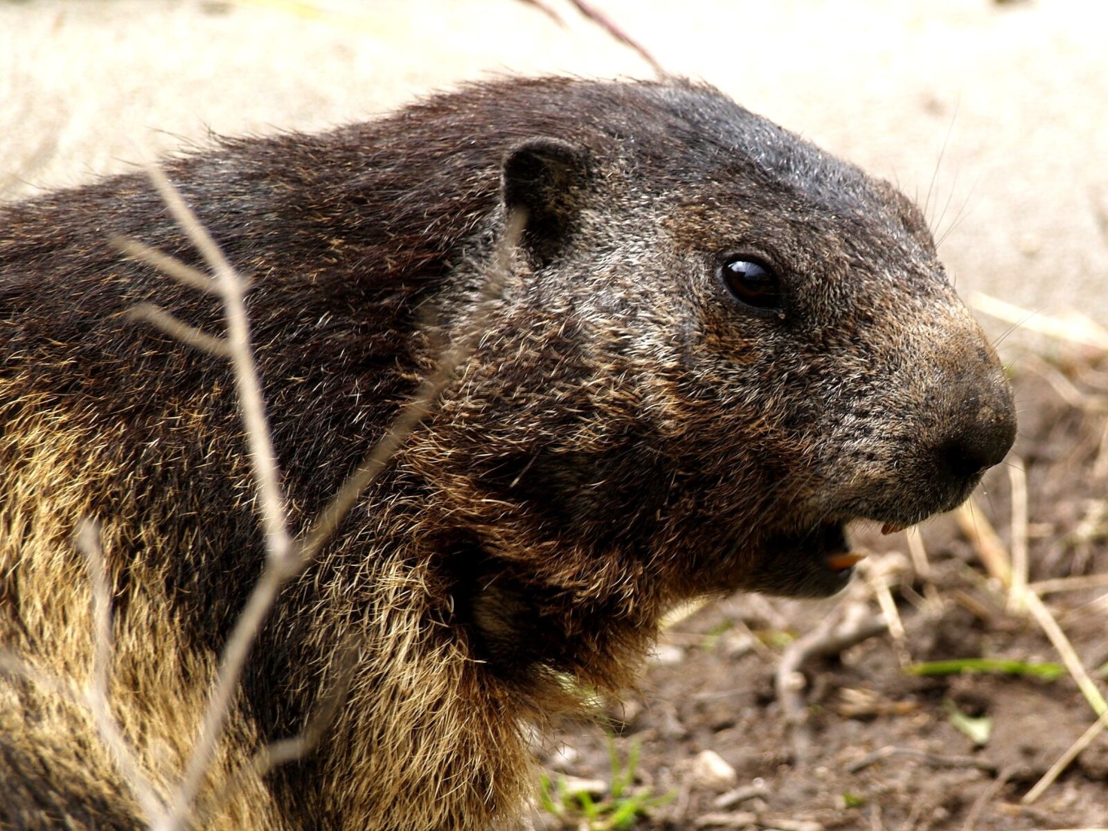 Olympus E-400 (EVOLT E-400) sample photo. Marmot, rodent, close up photography