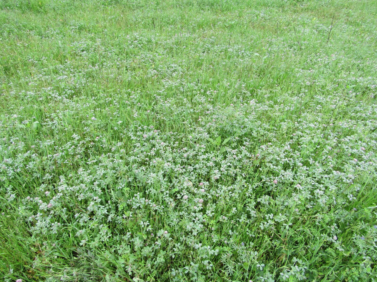 Canon PowerShot SX410 IS sample photo. Grass, flowers, field of photography