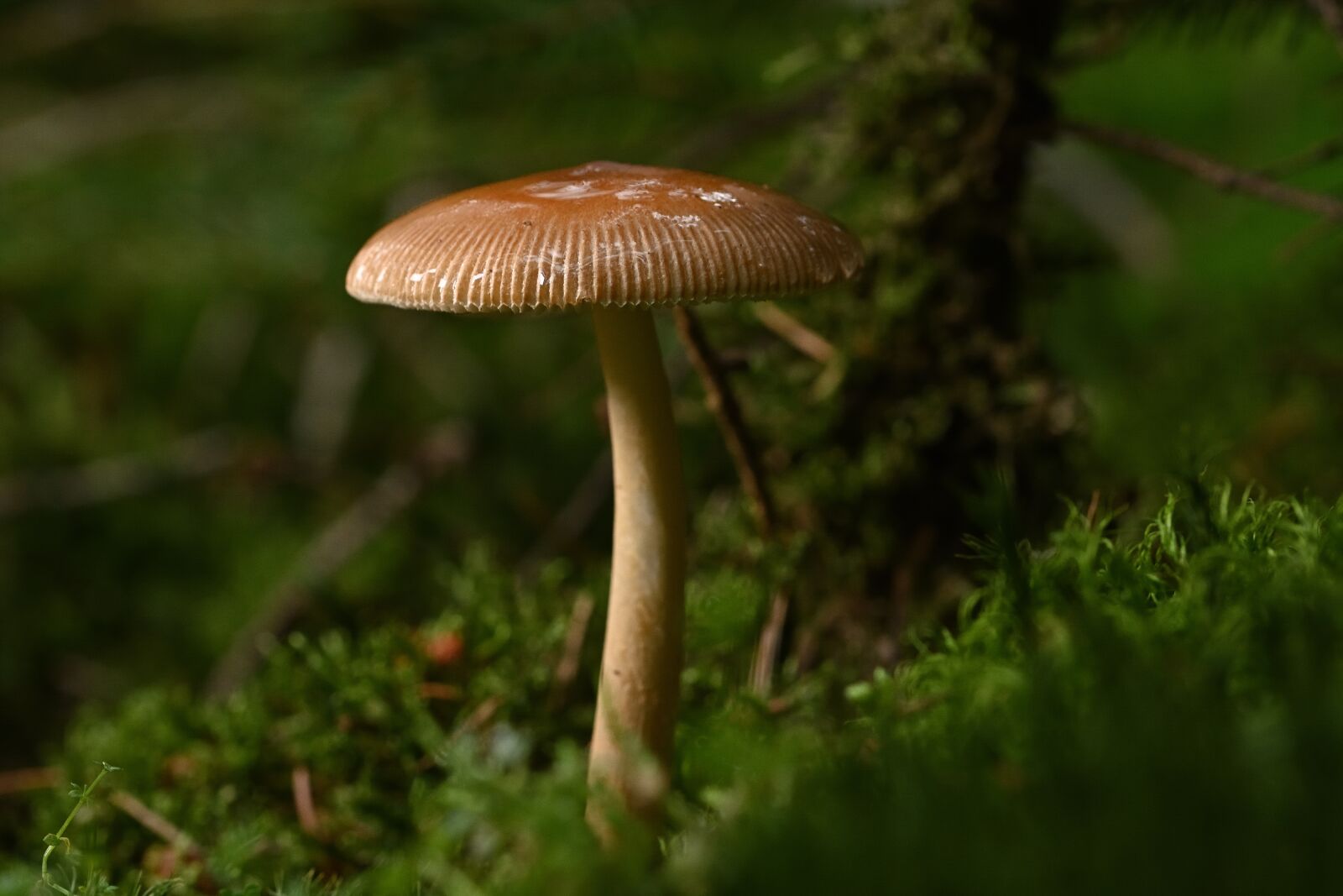 Nikon D5200 sample photo. Mushroom, wild mushroom, fungus photography