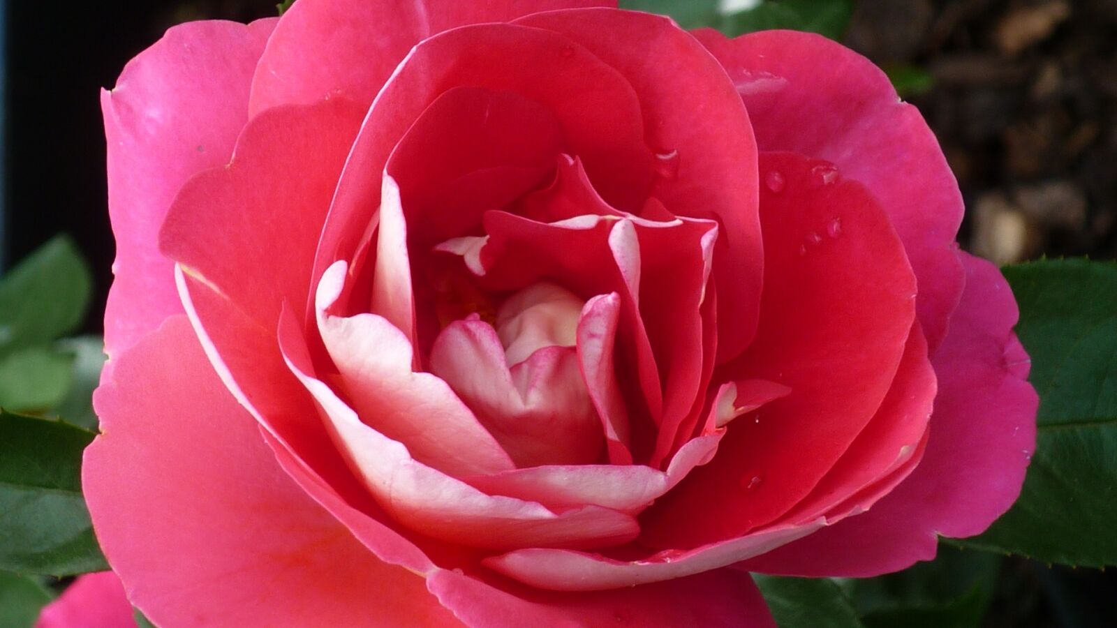 Panasonic Lumix DMC-FS6 sample photo. Rose, flower, red photography