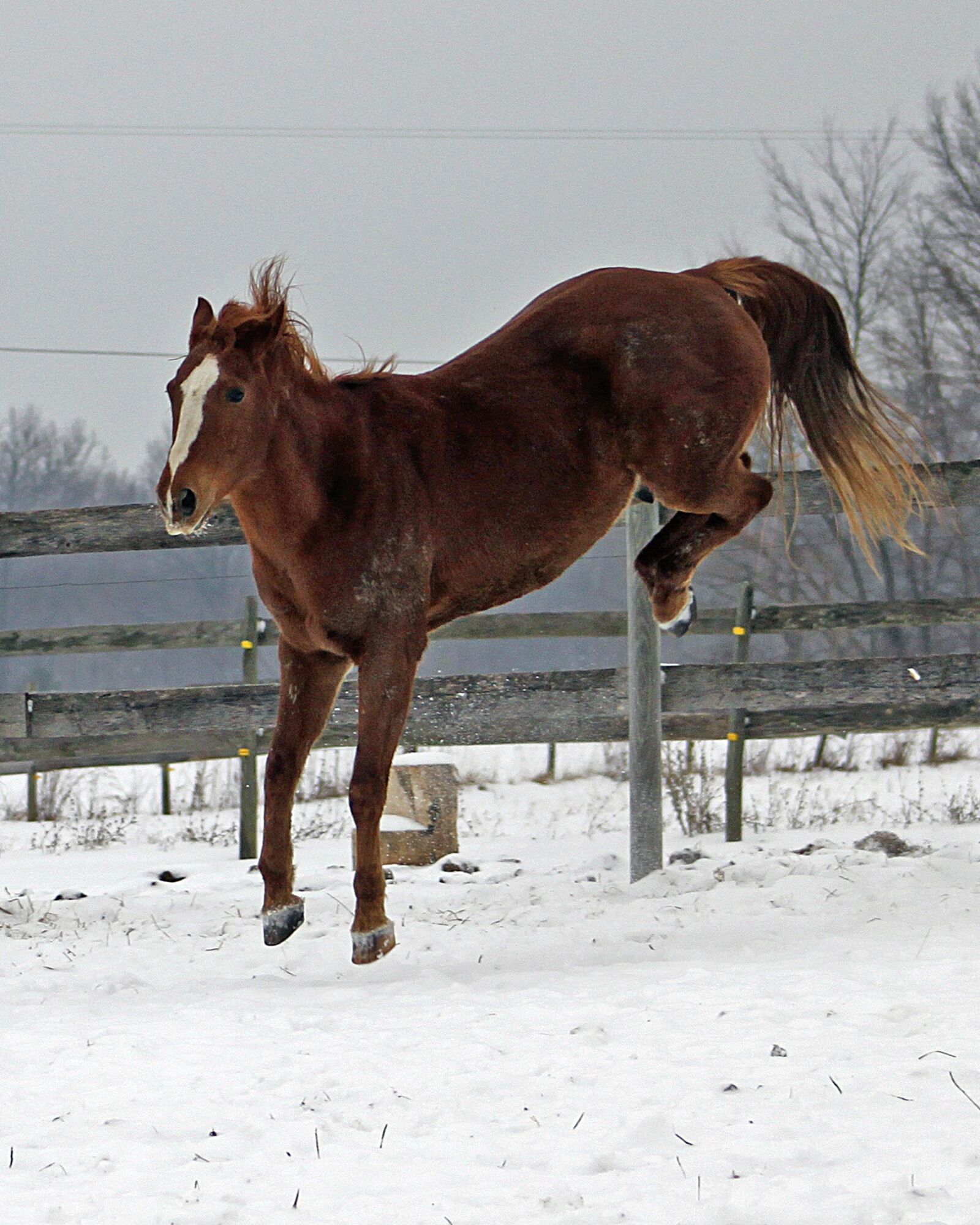 Canon EOS 500D (EOS Rebel T1i / EOS Kiss X3) sample photo. Bucking horse, snow, winter photography