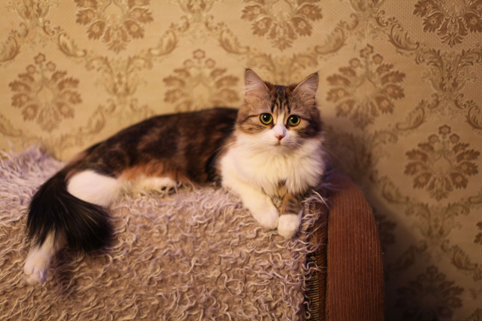 Canon EOS 5D Mark II sample photo. Cat, animals, cats photography