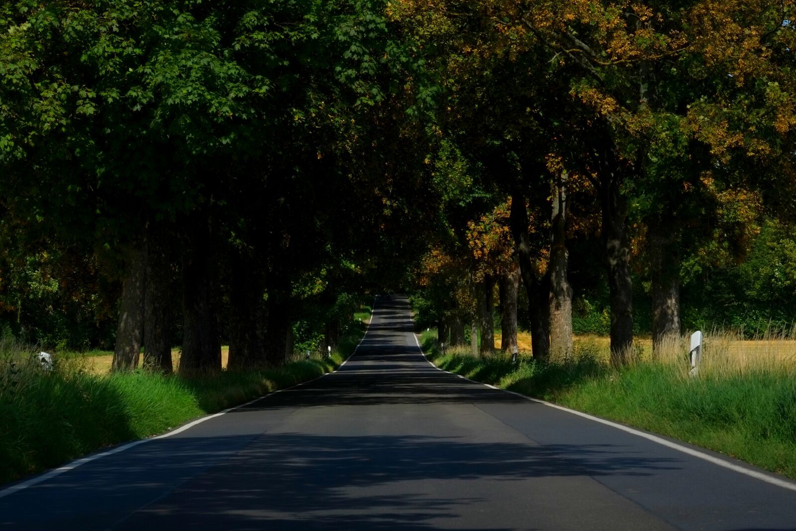 Fujifilm X-E1 sample photo. Avenue, road, trees photography