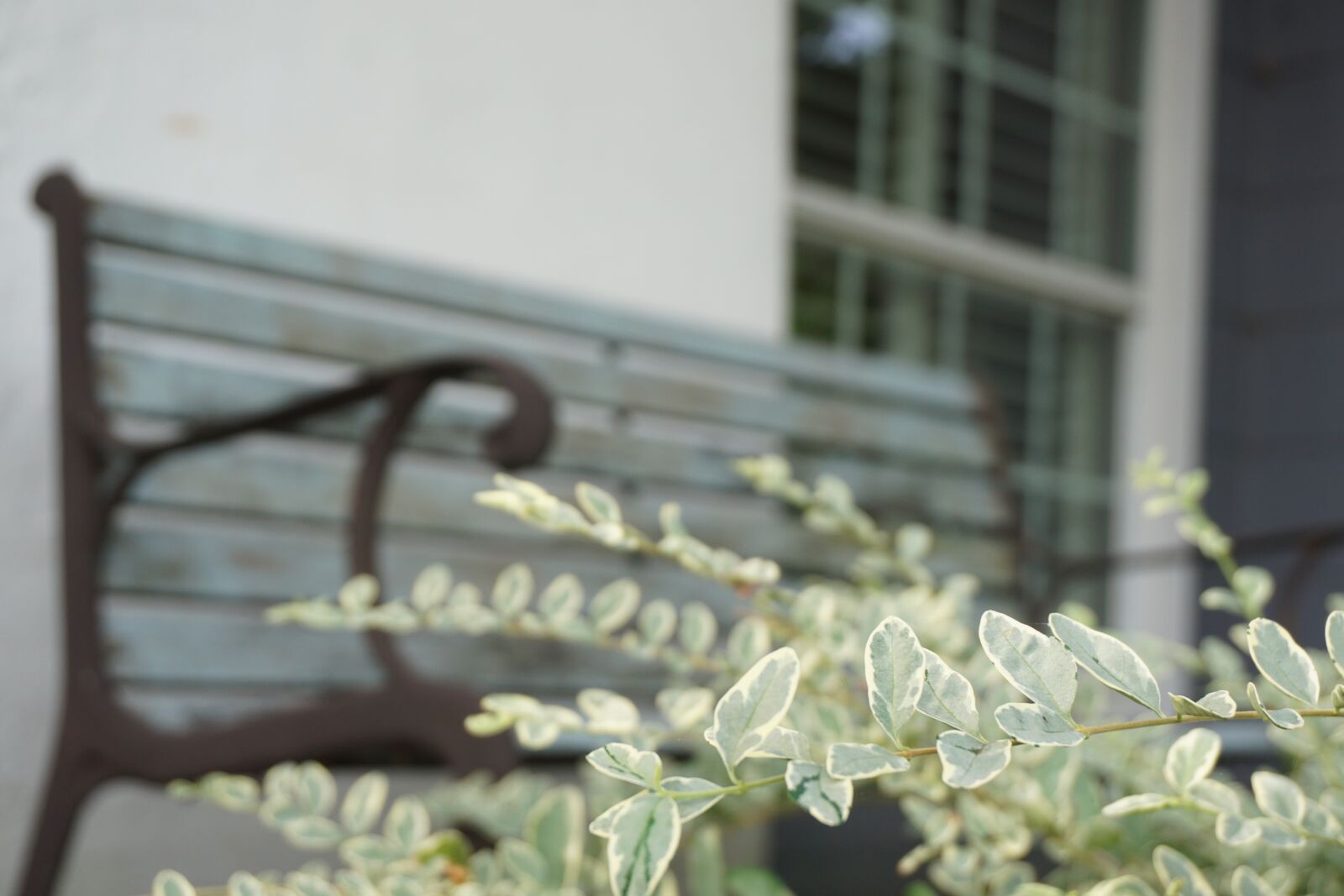 Sony a6000 sample photo. Bench, white background, shrub photography