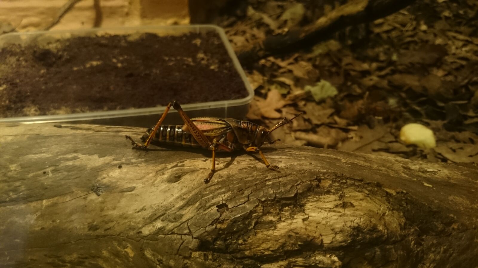 Sony Xperia Z2 sample photo. Bug, insect, natue photography