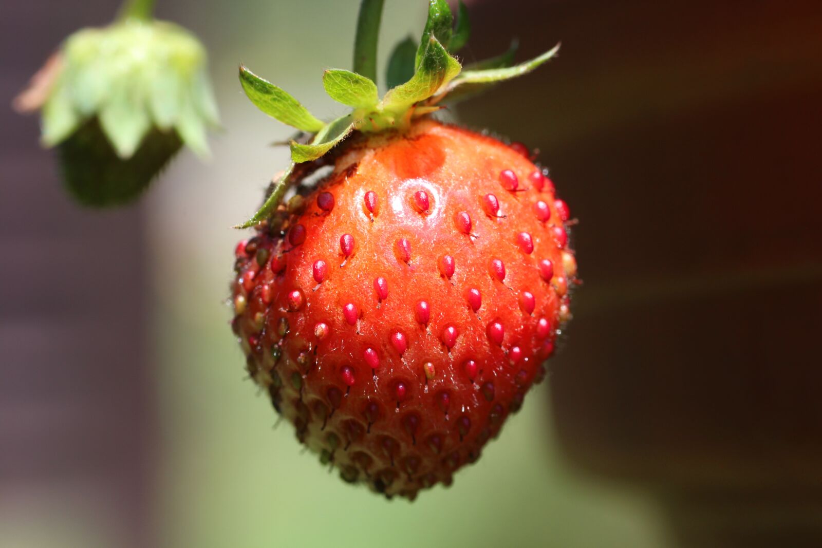 Canon EOS 650D (EOS Rebel T4i / EOS Kiss X6i) sample photo. Strawberry, fruit, red photography