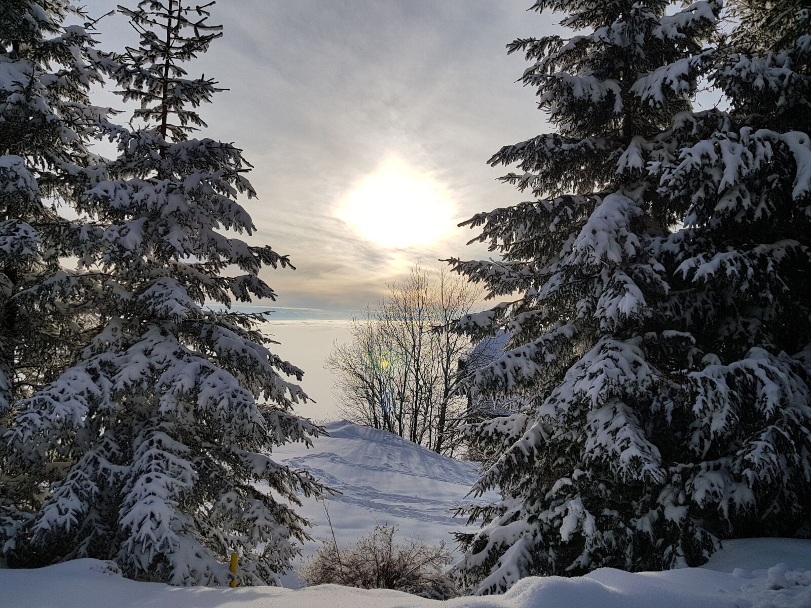 Samsung Galaxy S8+ sample photo. Winter, snow, pine photography