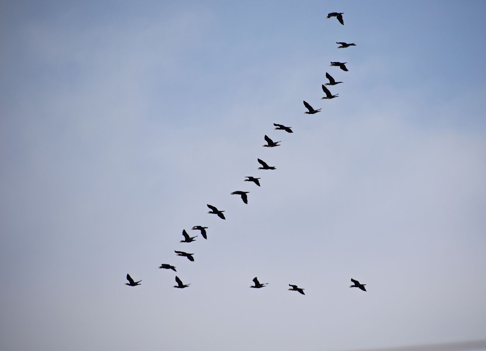 Nikon D3300 sample photo. Migratory birds, birds, sky photography