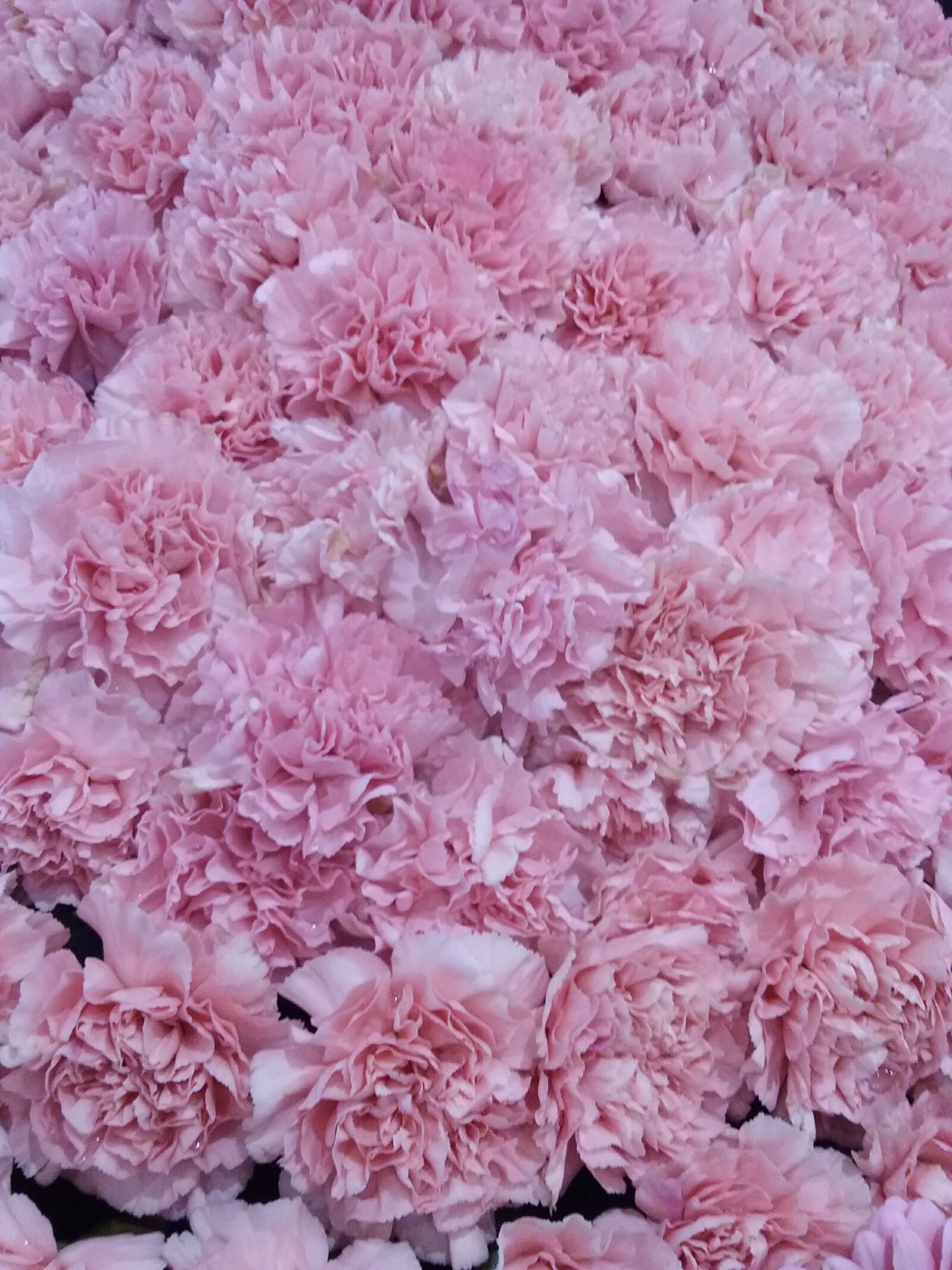 Samsung Galaxy J3(2016) sample photo