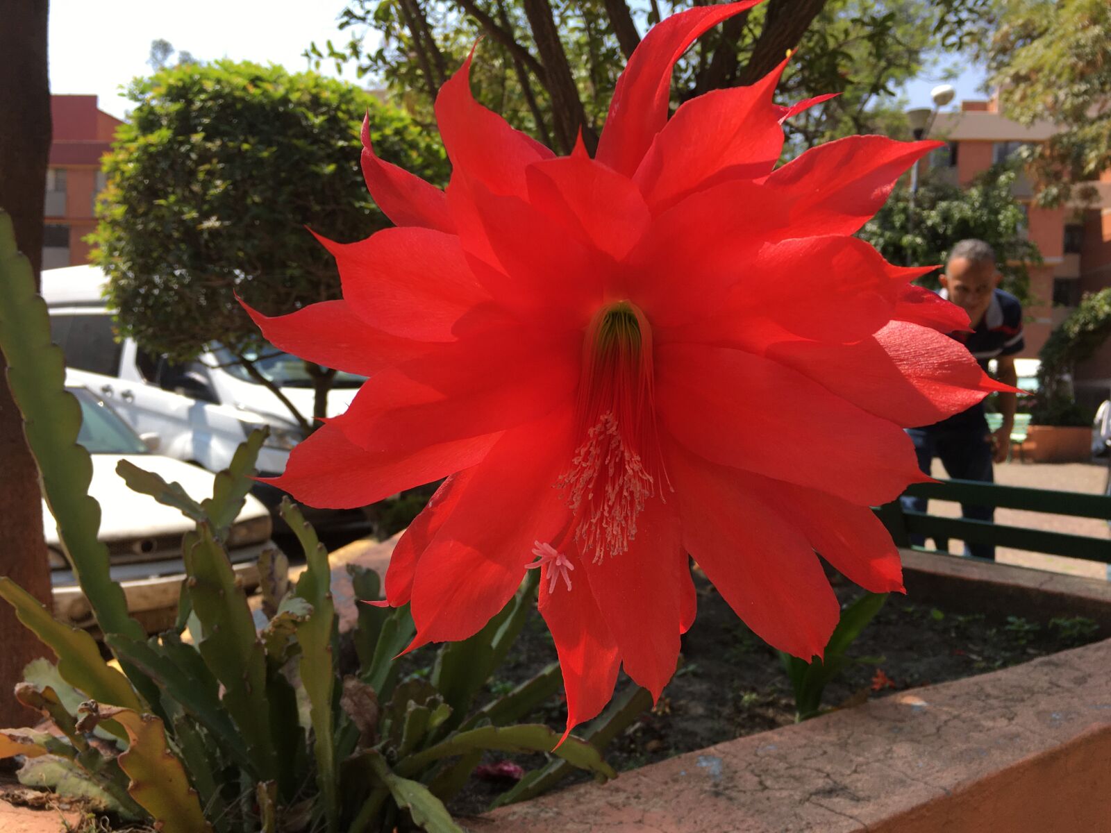 Apple iPhone 6s sample photo. Flower, red, cacti photography