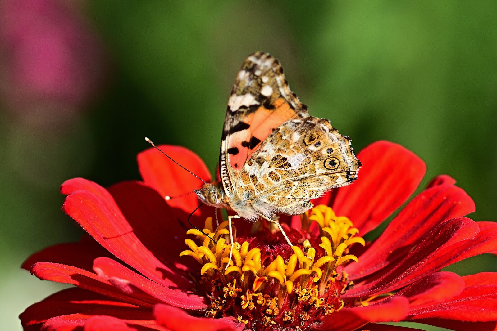 Nikon D5200 sample photo. Butterfly, little fox, zinnia photography