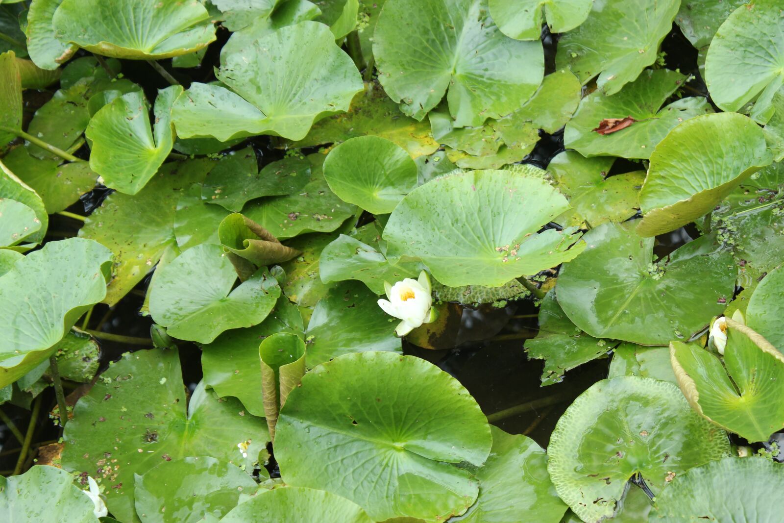 Canon EOS 600D (Rebel EOS T3i / EOS Kiss X5) sample photo. Lotus, pond, plants photography