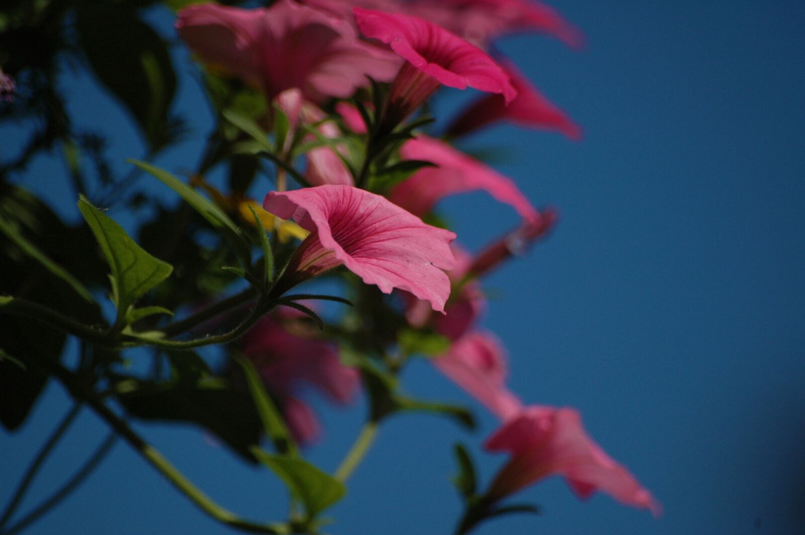 Nikon D70 + Sigma 70-300mm F4-5.6 APO Macro Super II sample photo. Flowers, pink, summer photography