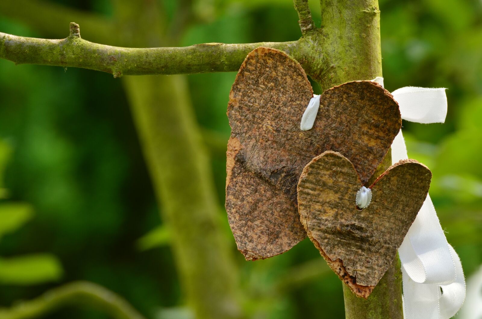 Nikon D5100 sample photo. Heart, love, bark photography