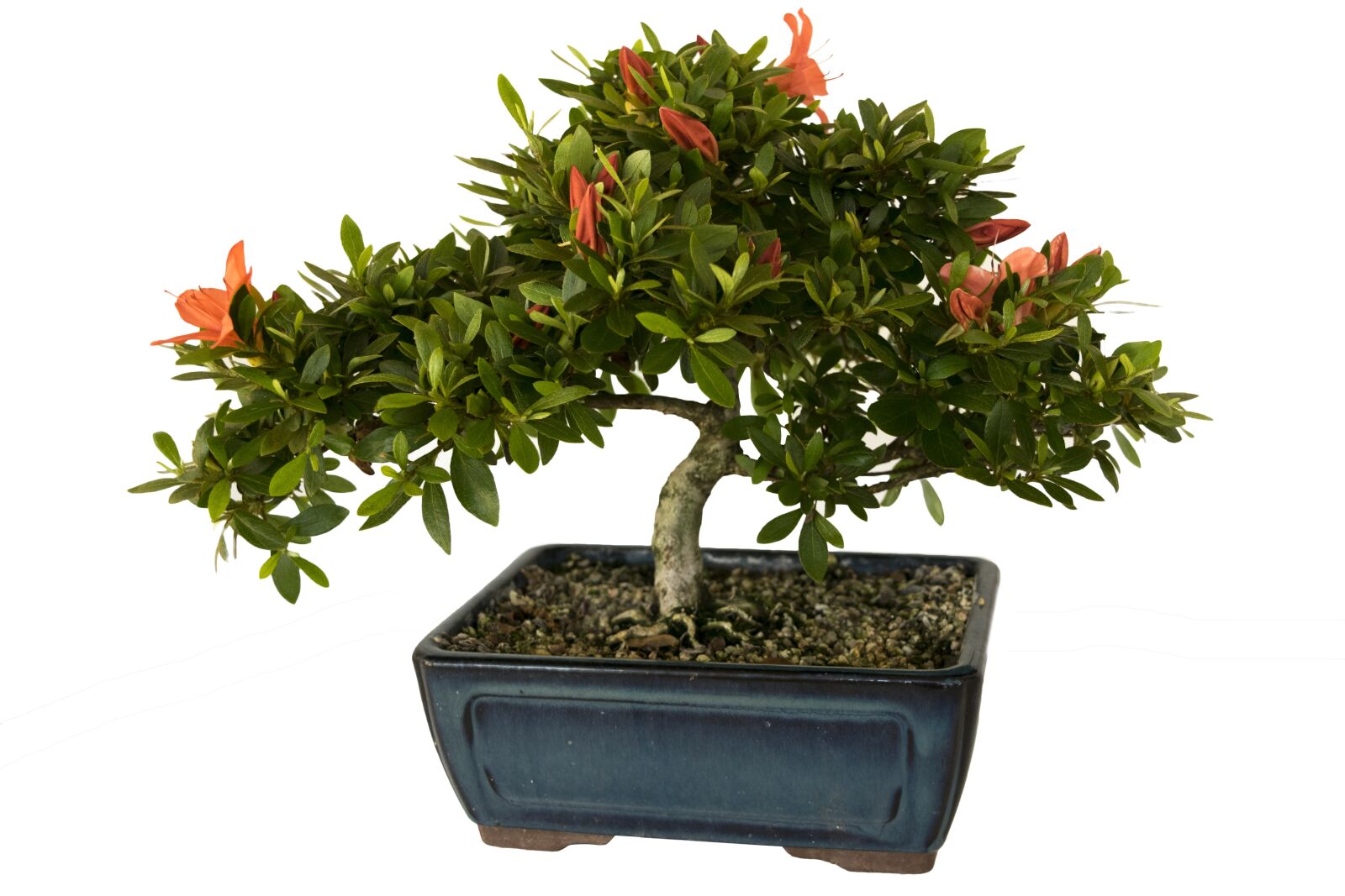 Nikon D3300 sample photo. Bonsai, azalea, plant photography