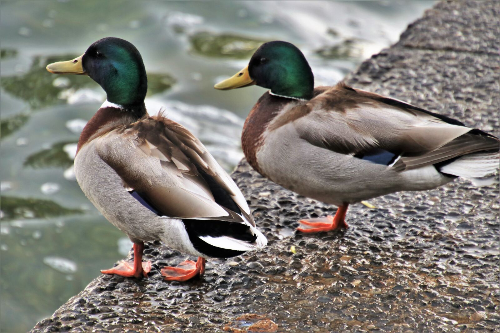 Canon EOS 80D sample photo. Ducks, two, spring photography
