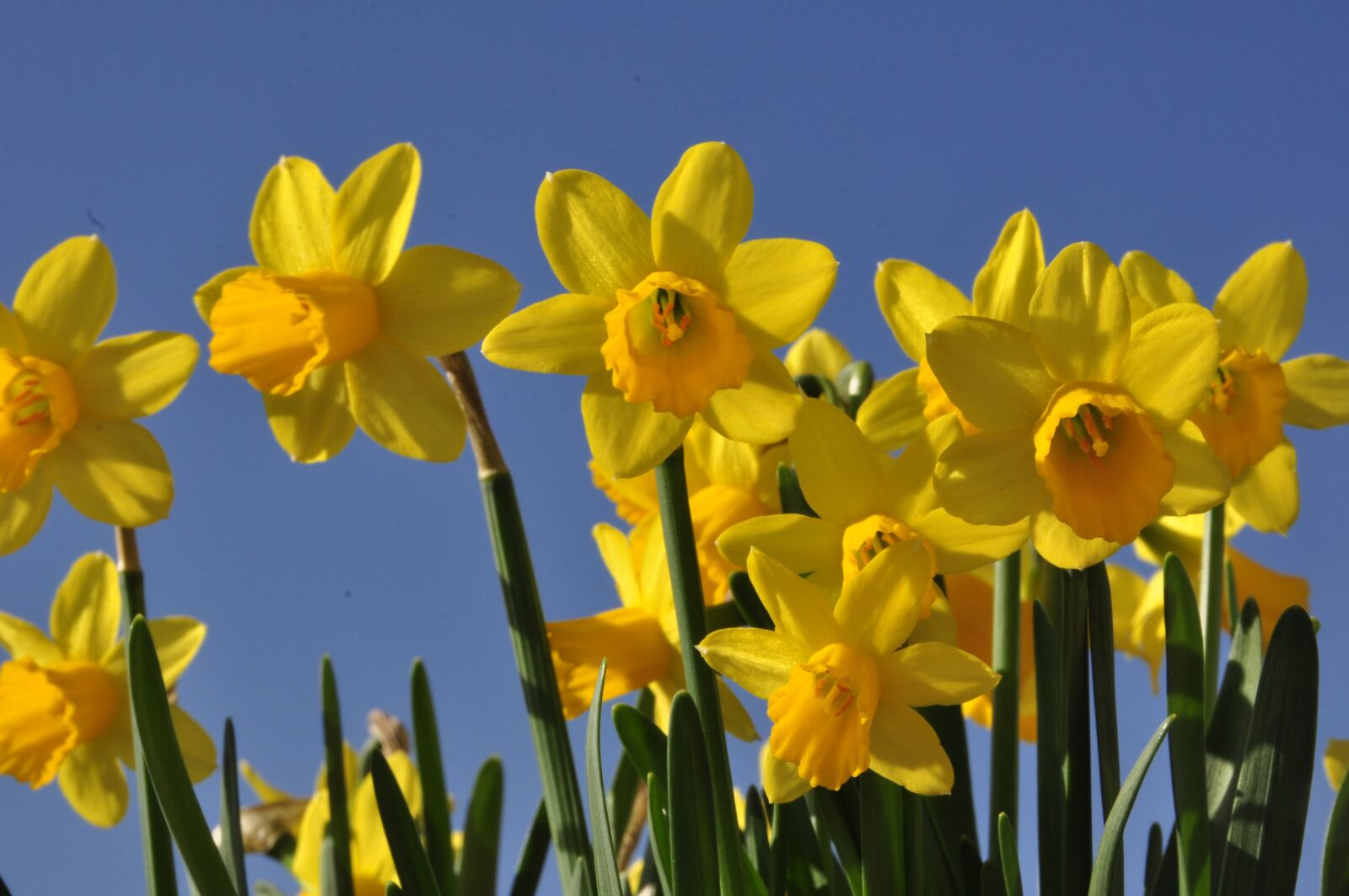 Nikon D90 sample photo. Easter, osterglocken, flowers photography
