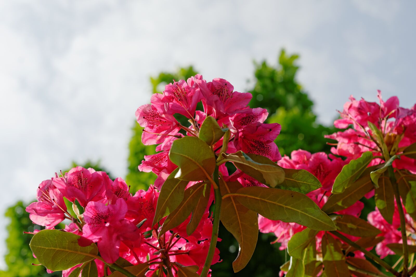 Nikon D300S sample photo. Flower, plant, color photography