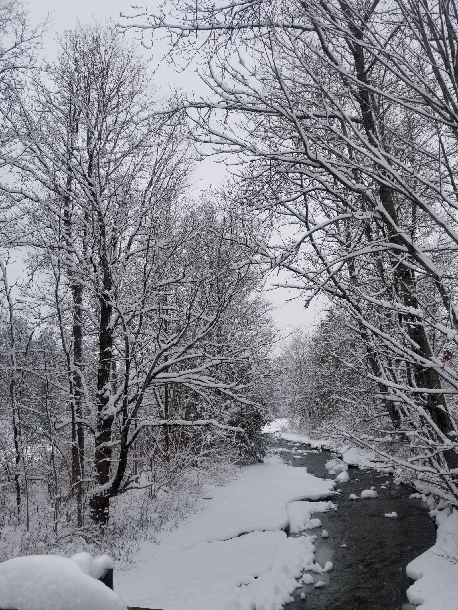 Samsung Galaxy S8 sample photo. Winter, snow, tree photography