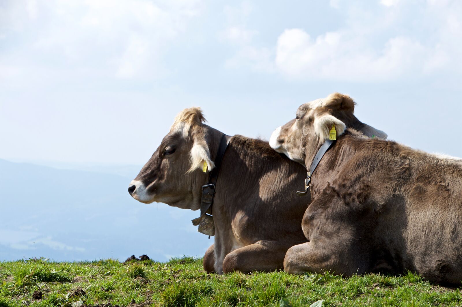 Nikon D3200 sample photo. Cows, cow, alm photography