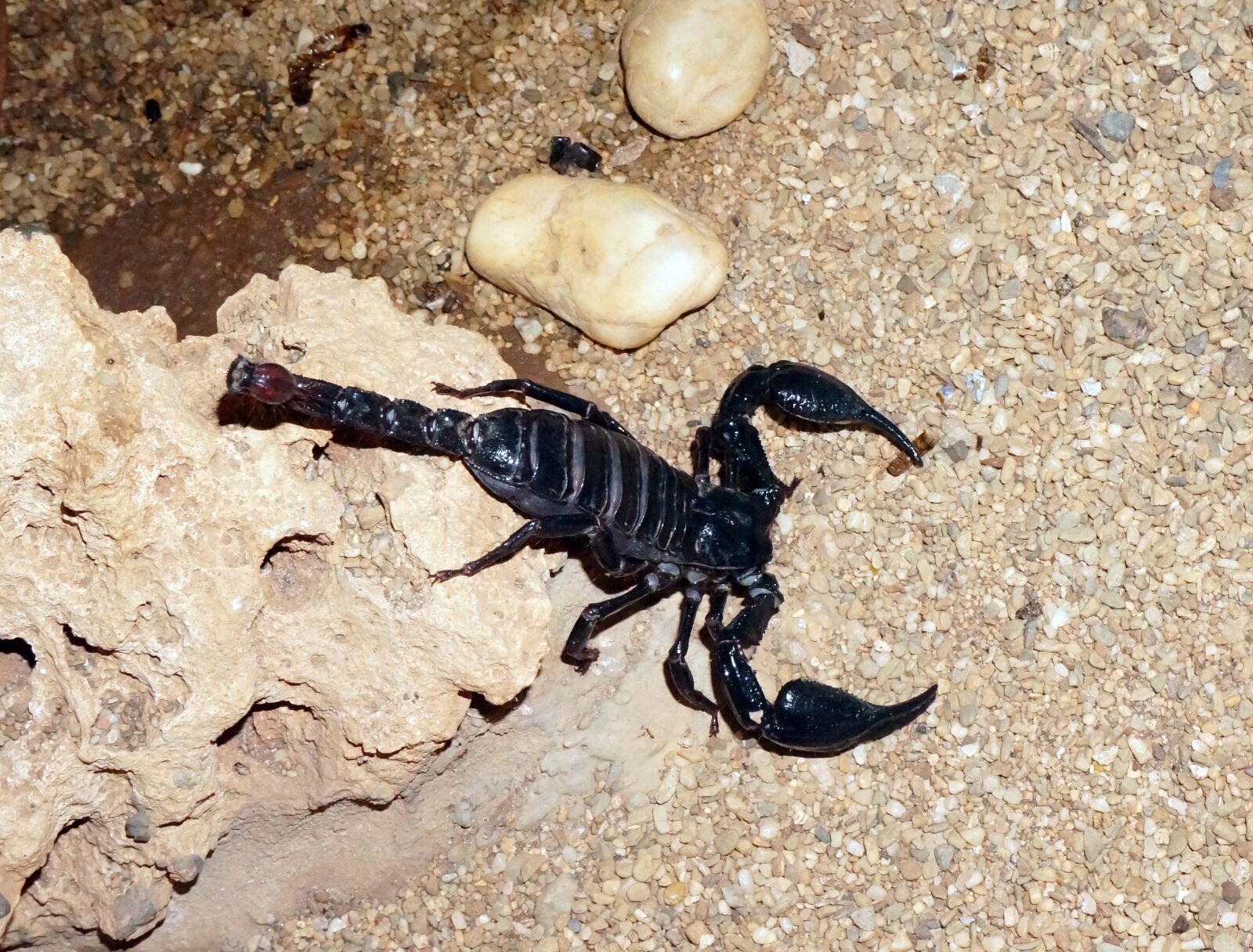 Sony Alpha NEX-6 sample photo. Scorpion, black, sand photography