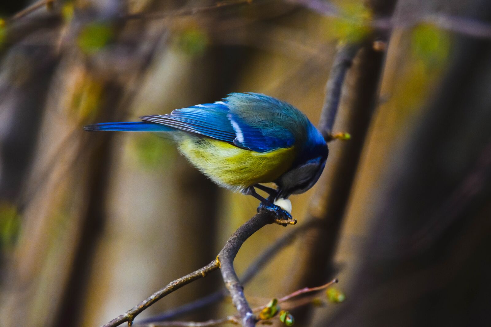 Tamron SP 150-600mm F5-6.3 Di VC USD sample photo. Bird, nature, tit photography