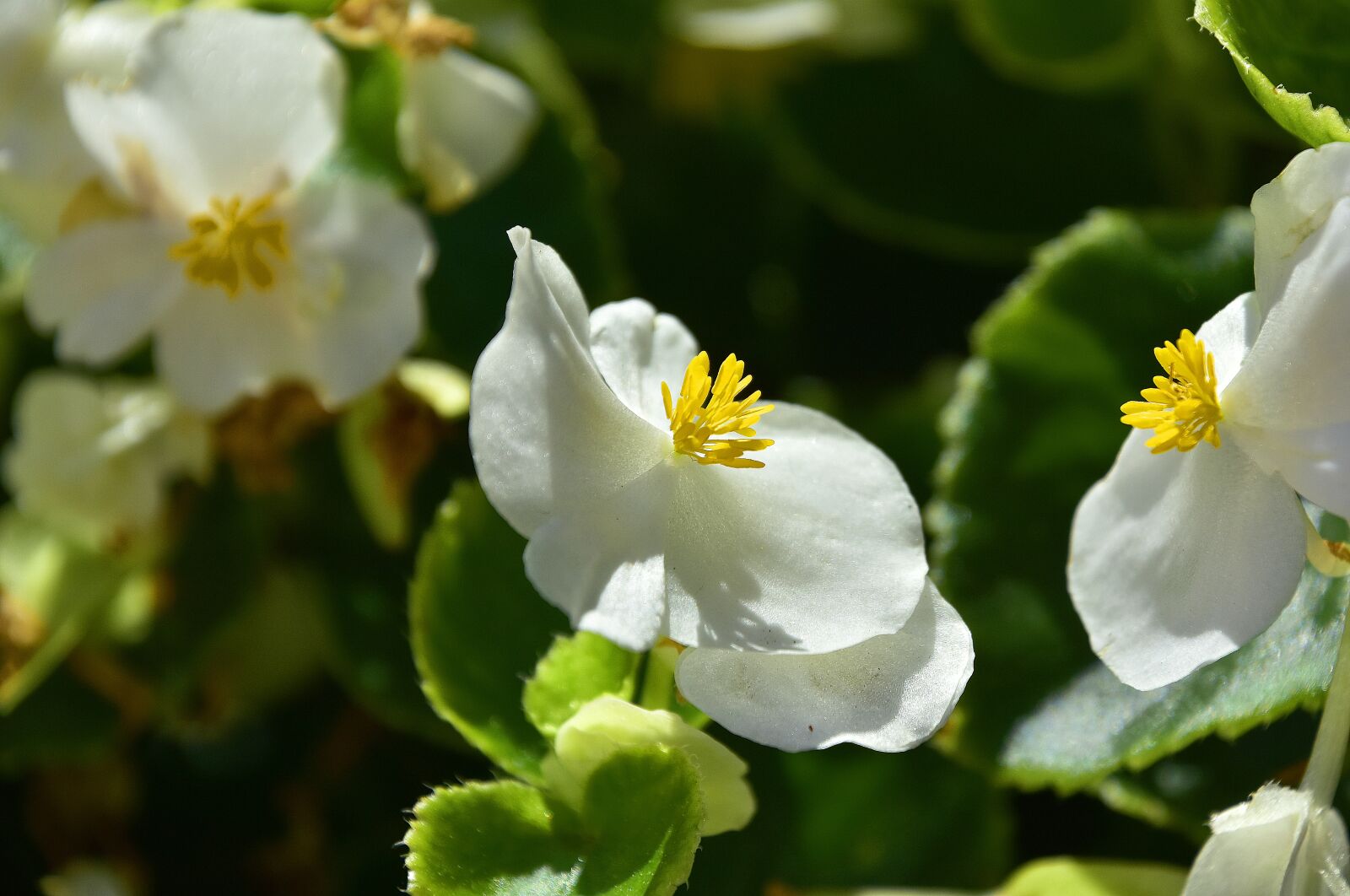 Nikon D7200 sample photo. Plants, flower, garden photography