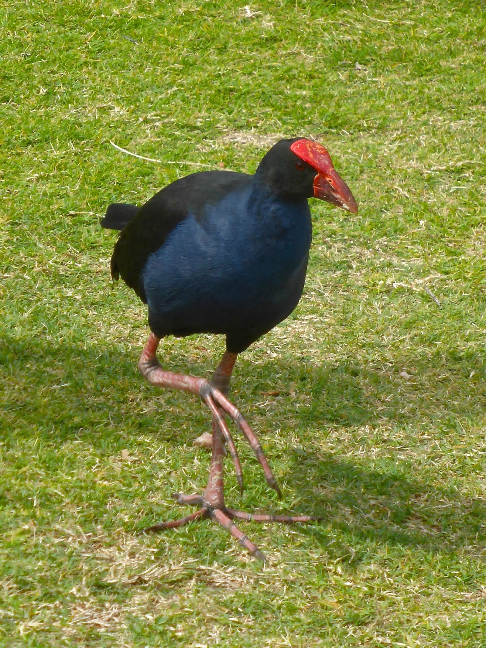 Panasonic DMC-TZ41 sample photo. Water hen, fowl, bird photography
