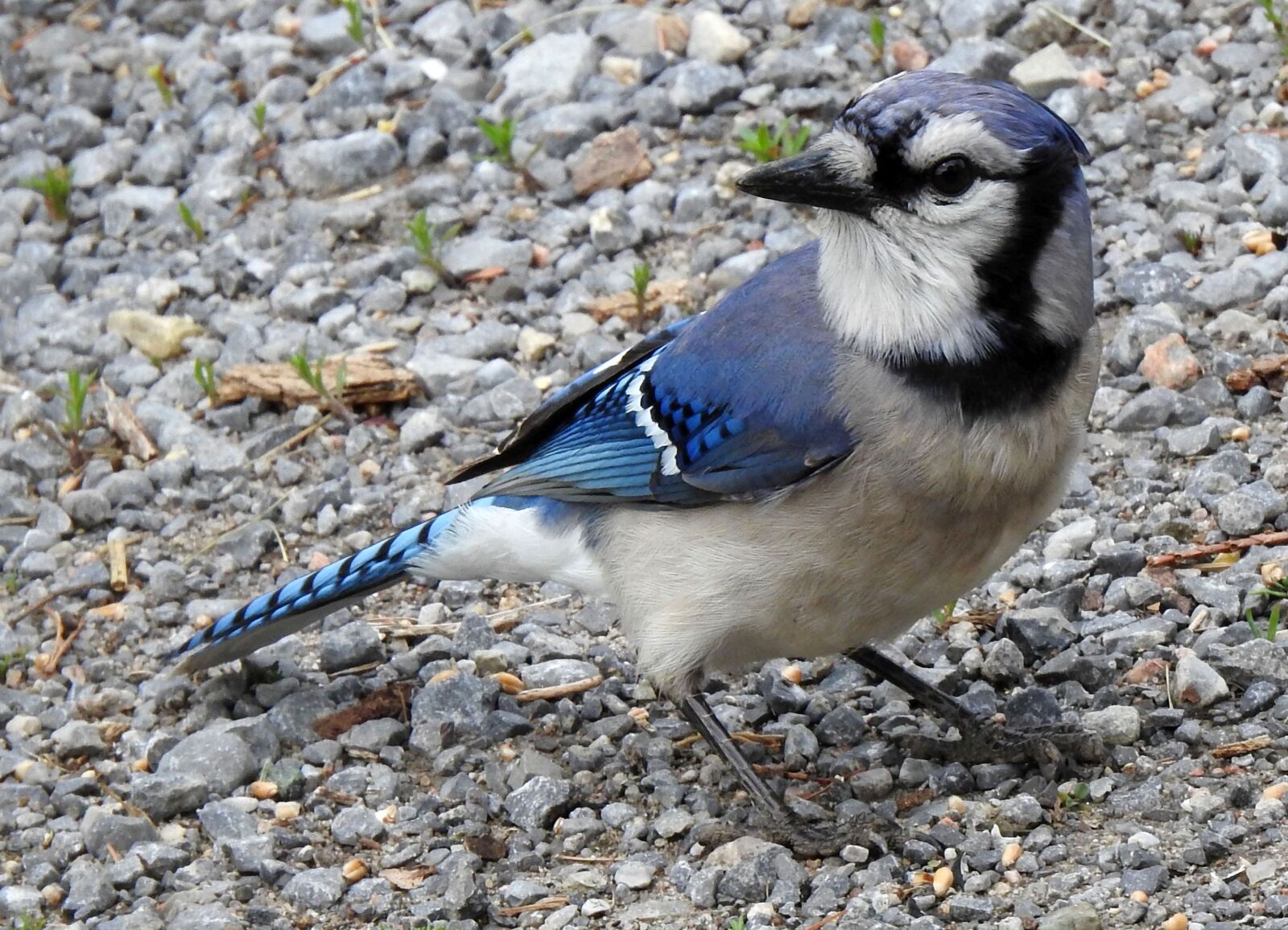 Nikon Coolpix P900 sample photo. Blue jay, cyanocitta cristata photography