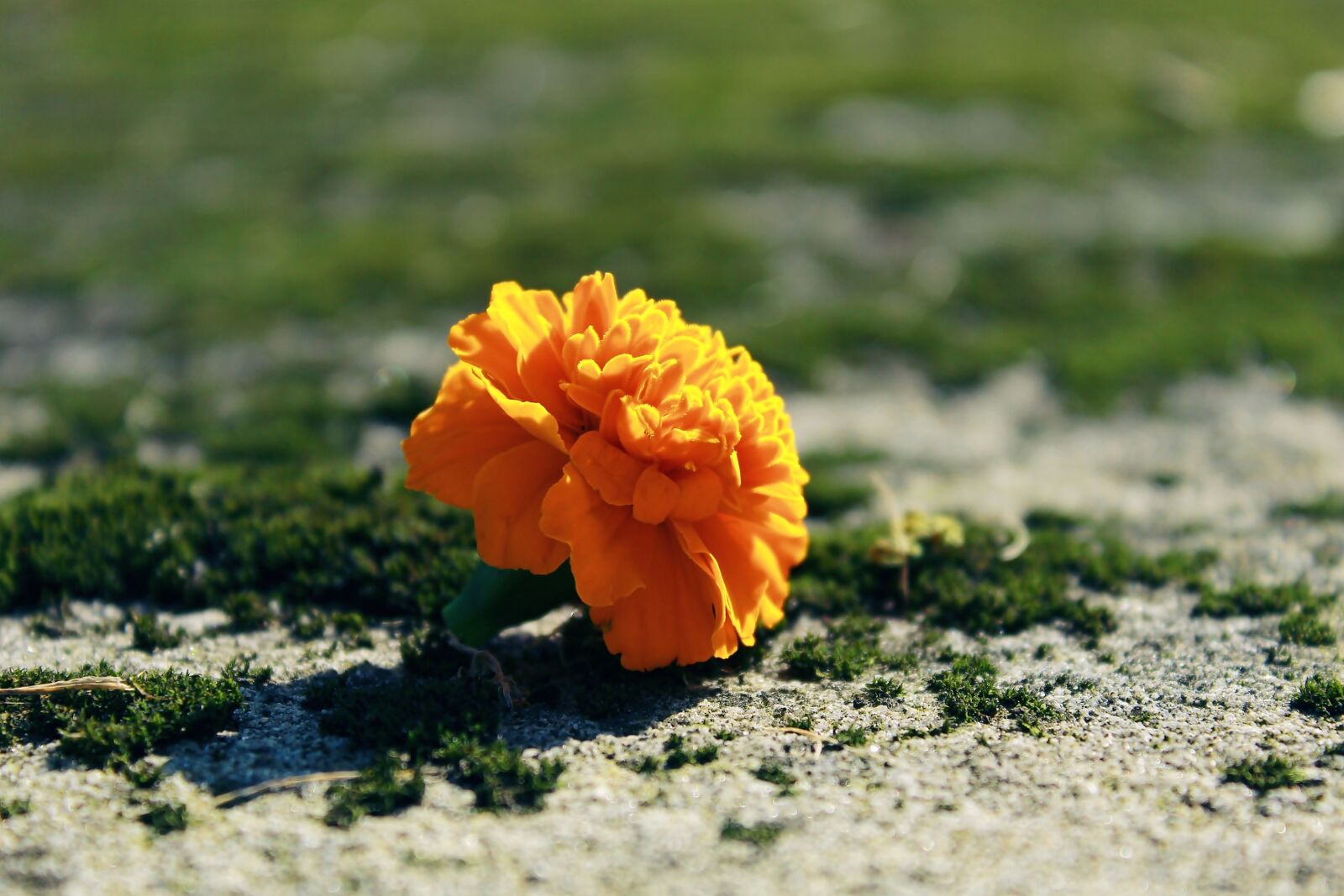 Canon EOS 1200D (EOS Rebel T5 / EOS Kiss X70 / EOS Hi) sample photo. Marigold, blossom, bloom photography