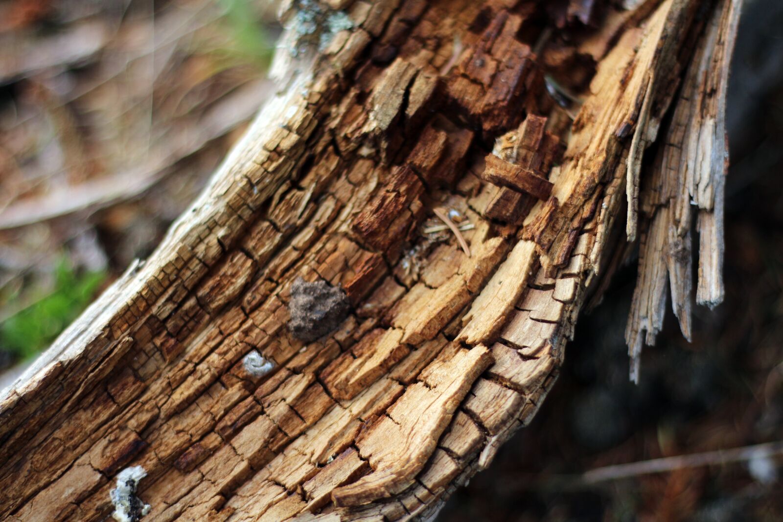 Canon EOS 650D (EOS Rebel T4i / EOS Kiss X6i) + Canon EF 50mm F1.8 STM sample photo. Wood, tree, branch photography