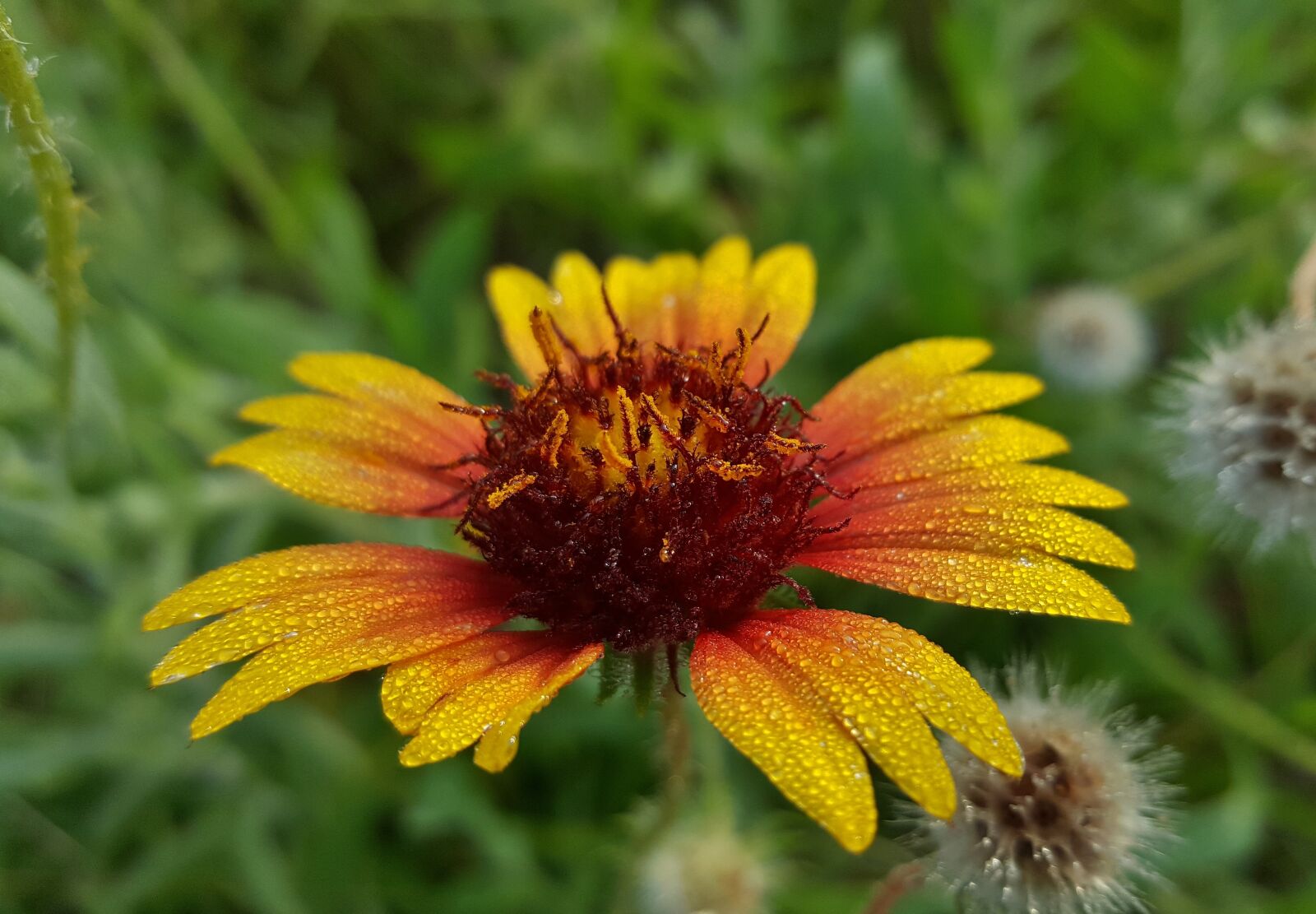 Samsung Galaxy Note5 sample photo. Blanket flower, flower, firewheel photography