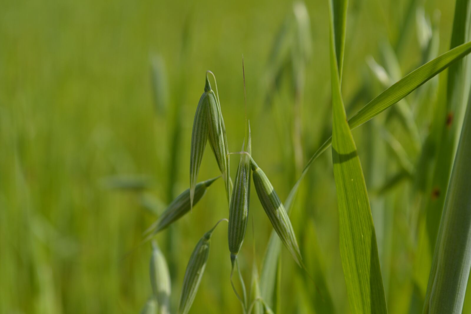 Nikon D3100 sample photo. Nature, greens, grass photography