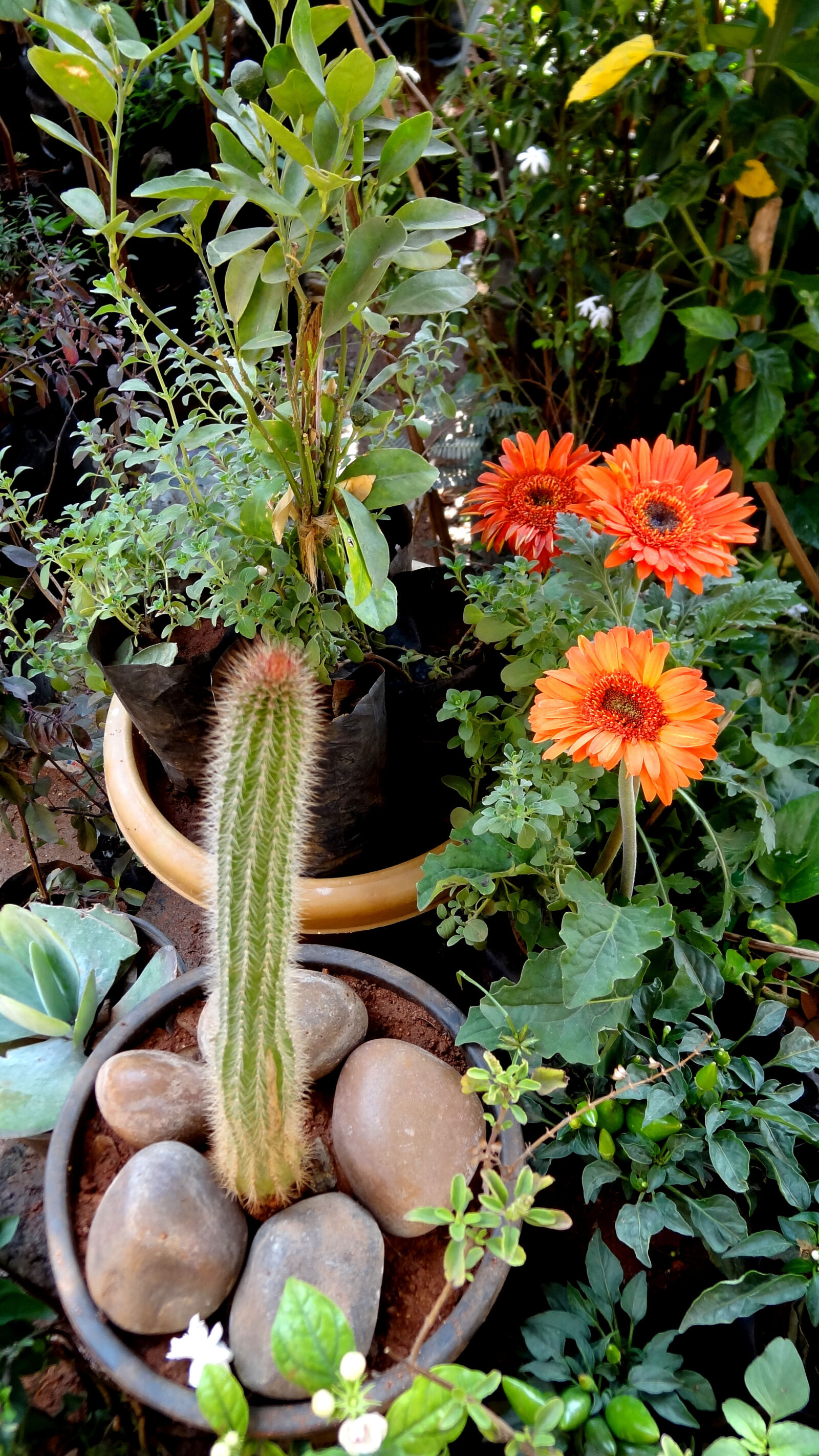 Sony Cyber-shot DSC-HX9V sample photo. My, garden photography