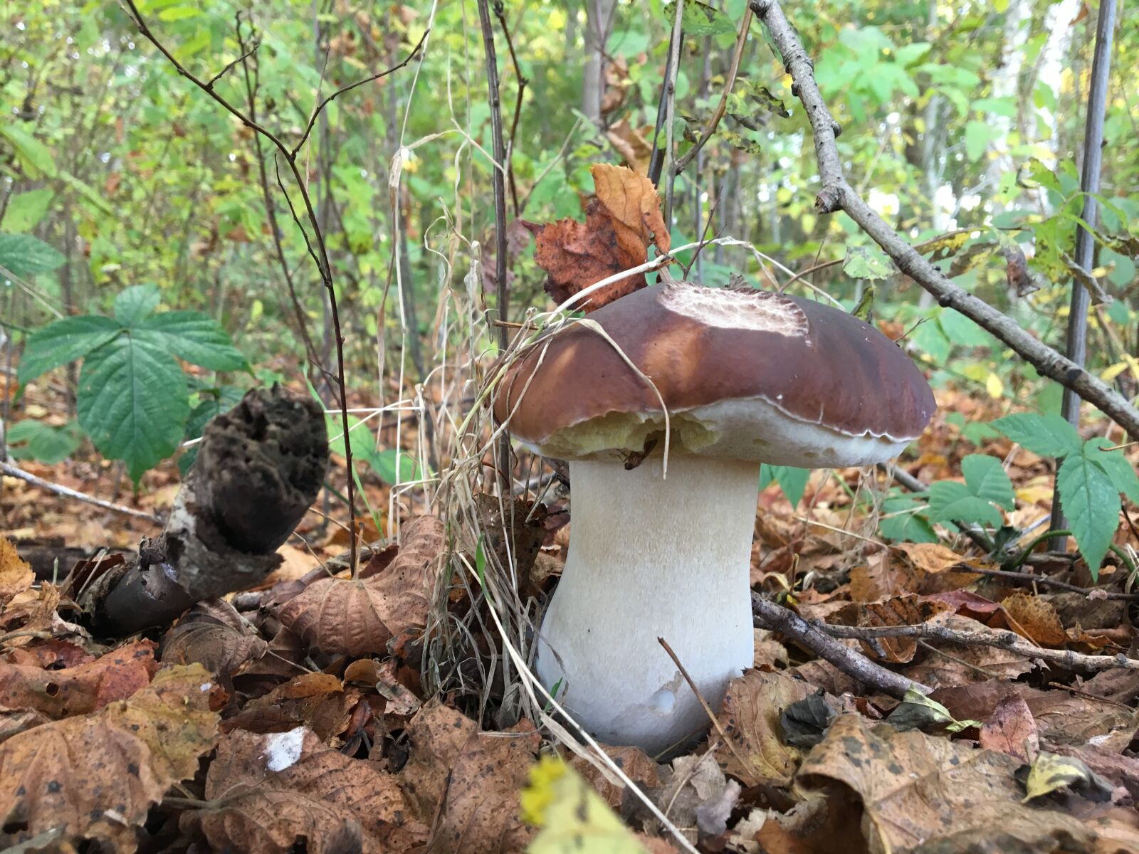 iPhone 6s back camera 4.15mm f/2.2 sample photo. Autumn, mushrooms photography