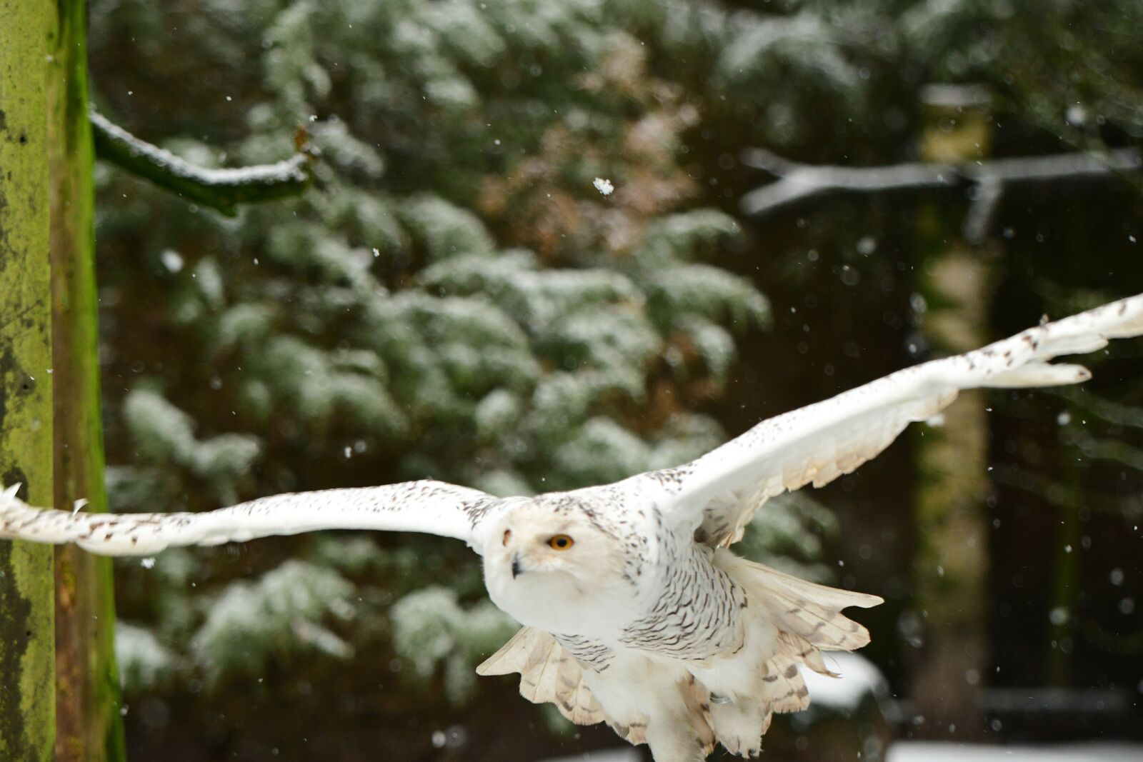 Nikon D500 sample photo. Snowy owl, bird, animal photography