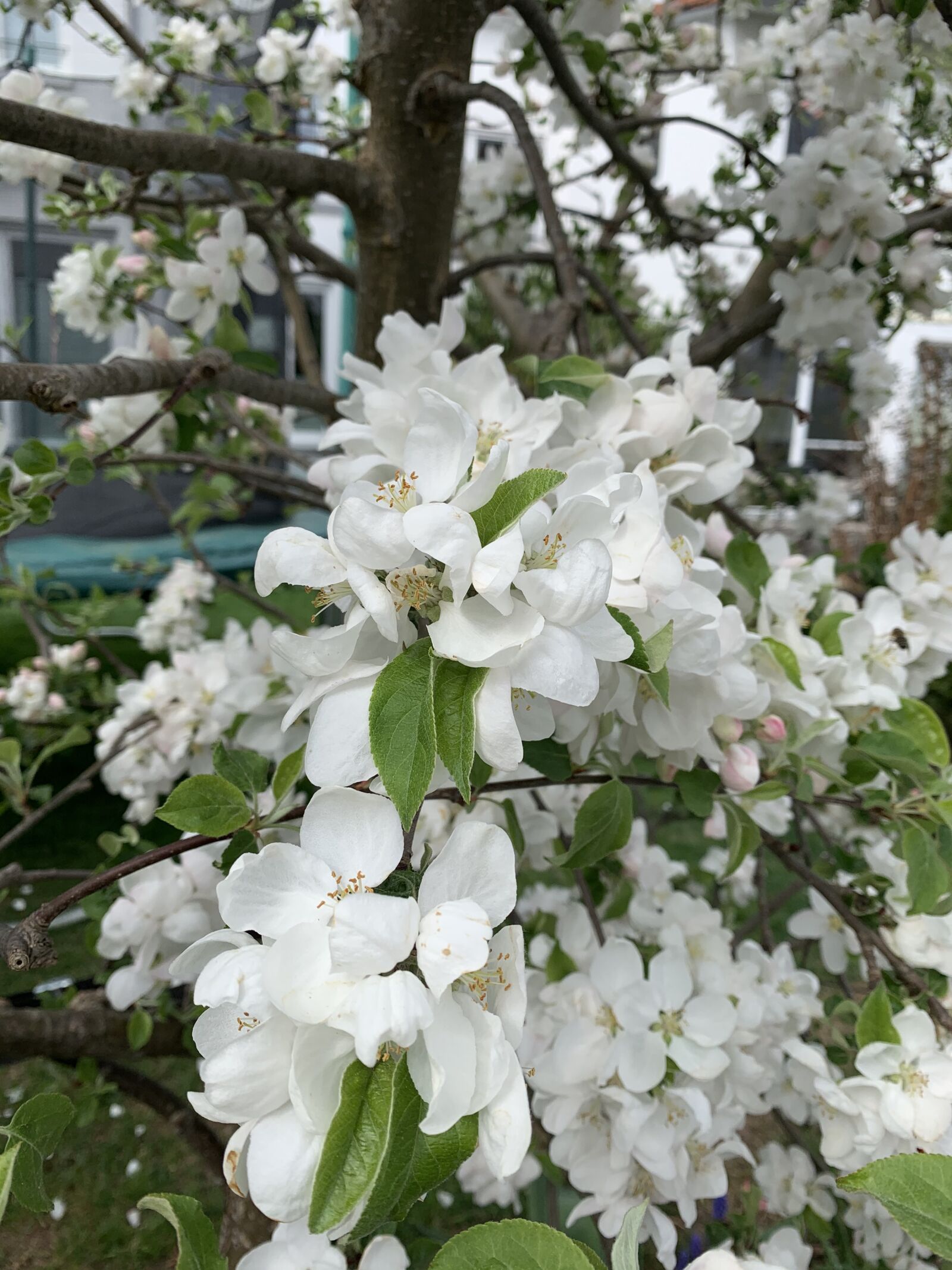 Apple iPhone XR sample photo. White flowers, apple blossoms photography