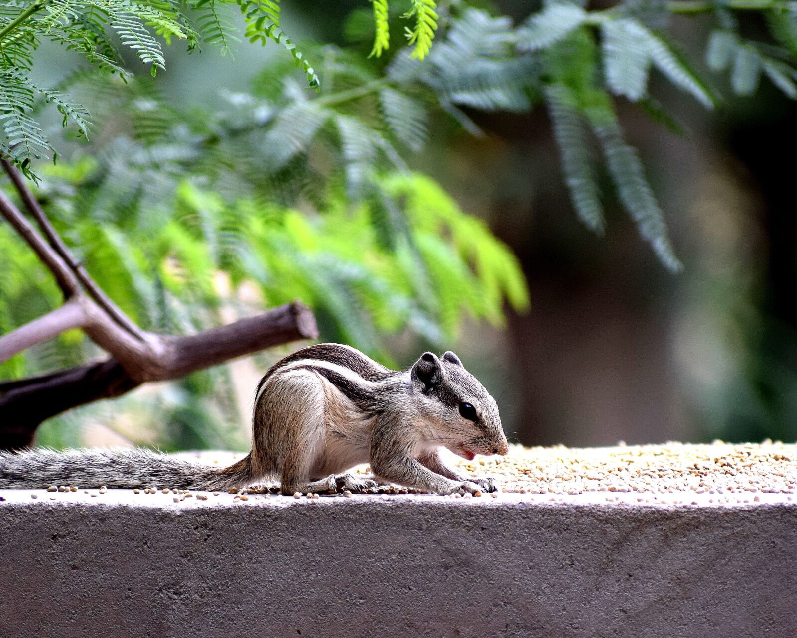 Nikon D3300 sample photo. Animals, nature, squirrel photography