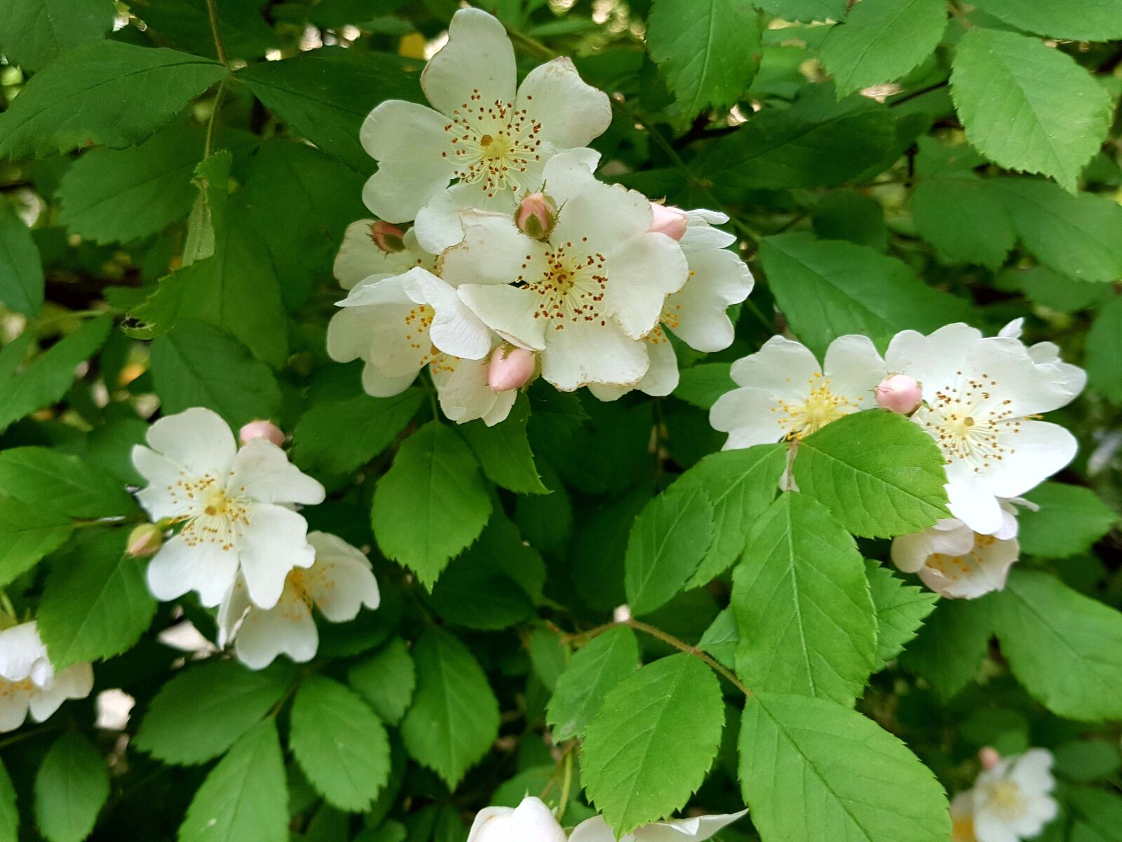 Samsung Galaxy Note5 sample photo. Multiflora flower, country, shyness photography