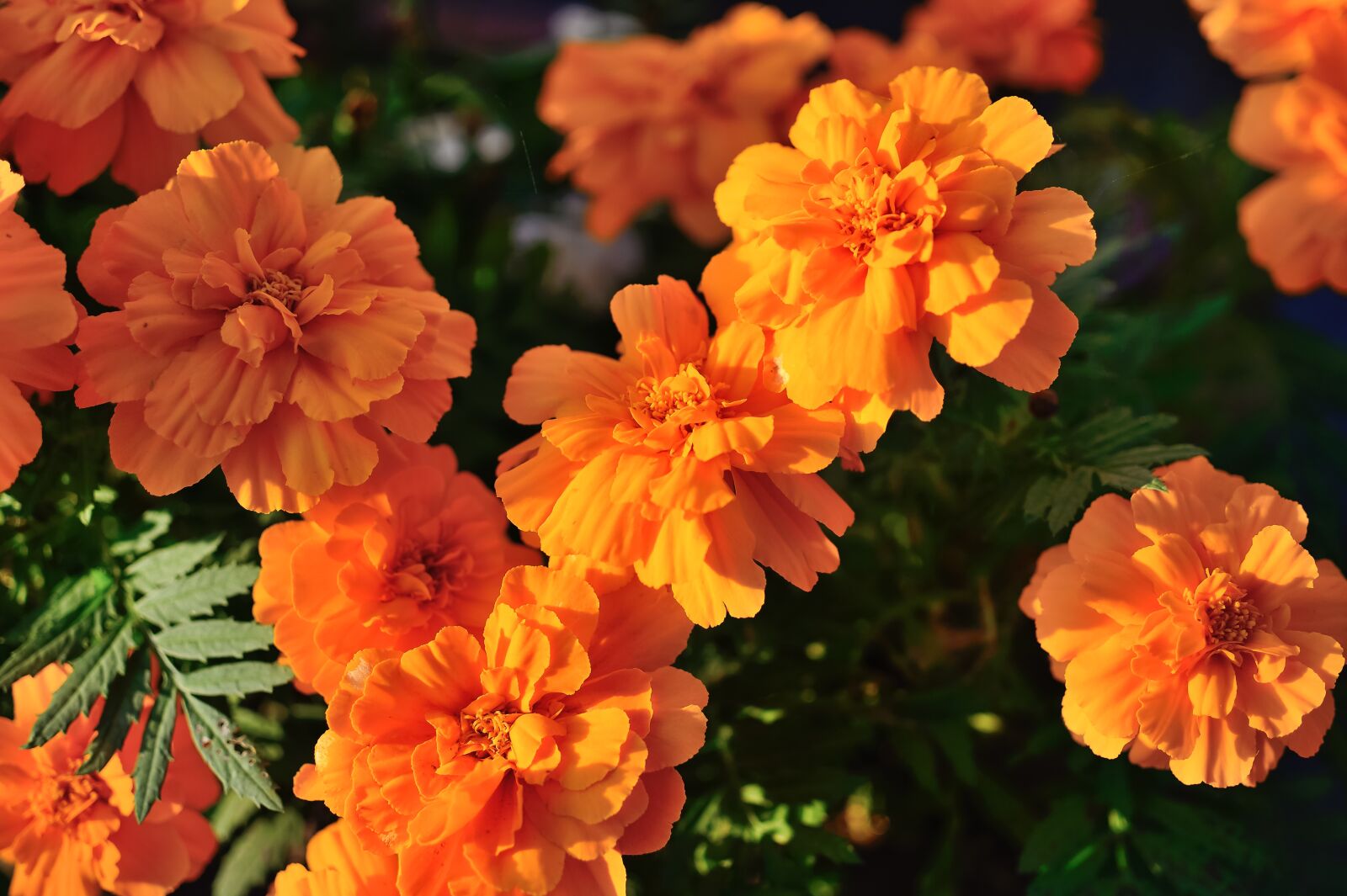 Nikon Df sample photo. Natural, plant, marigold photography