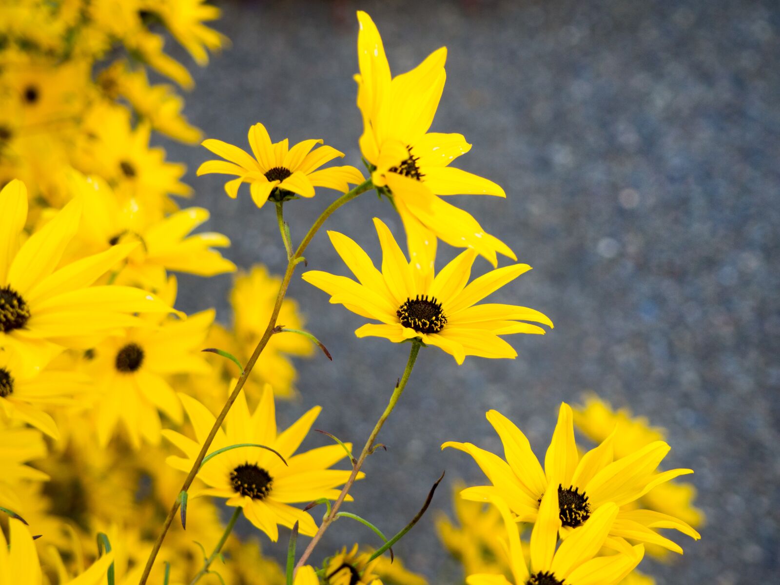 Olympus OM-D E-M10 sample photo. Yellow, petals, flowers photography
