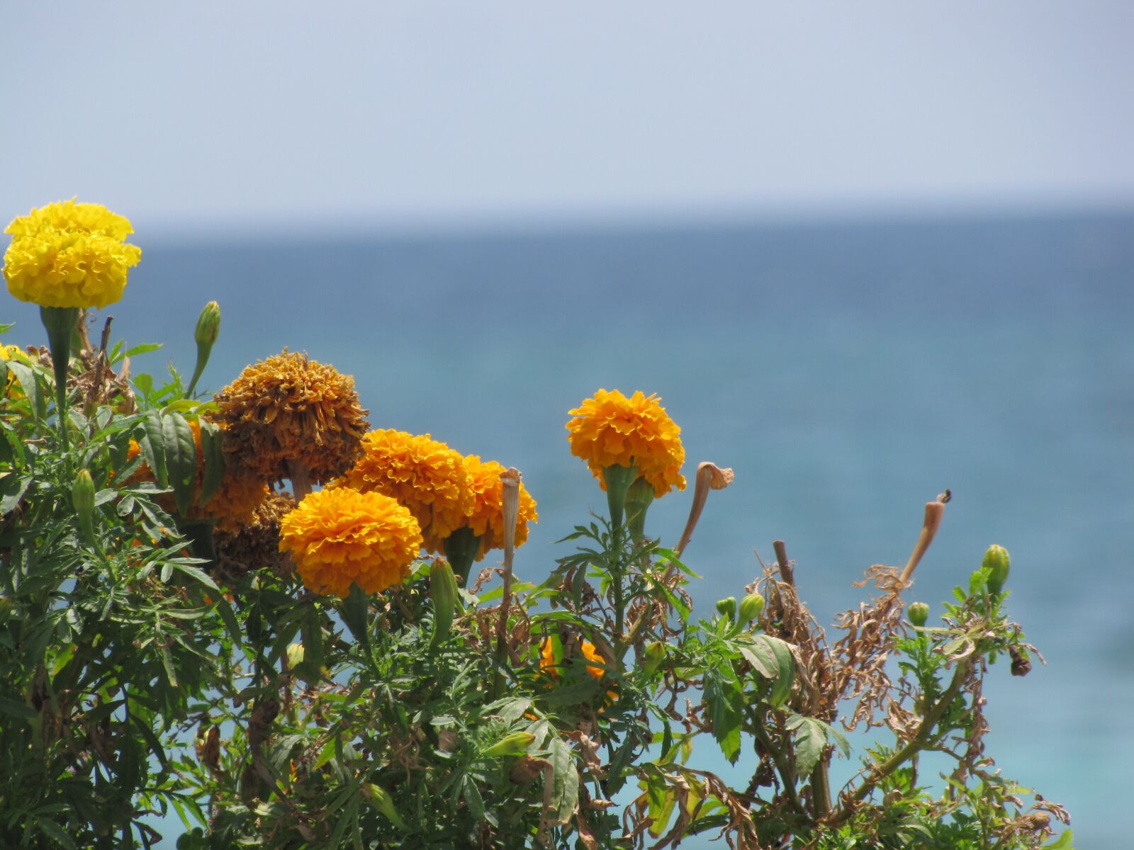 Canon PowerShot SX10 IS sample photo. Flowers, yellow, flower photography