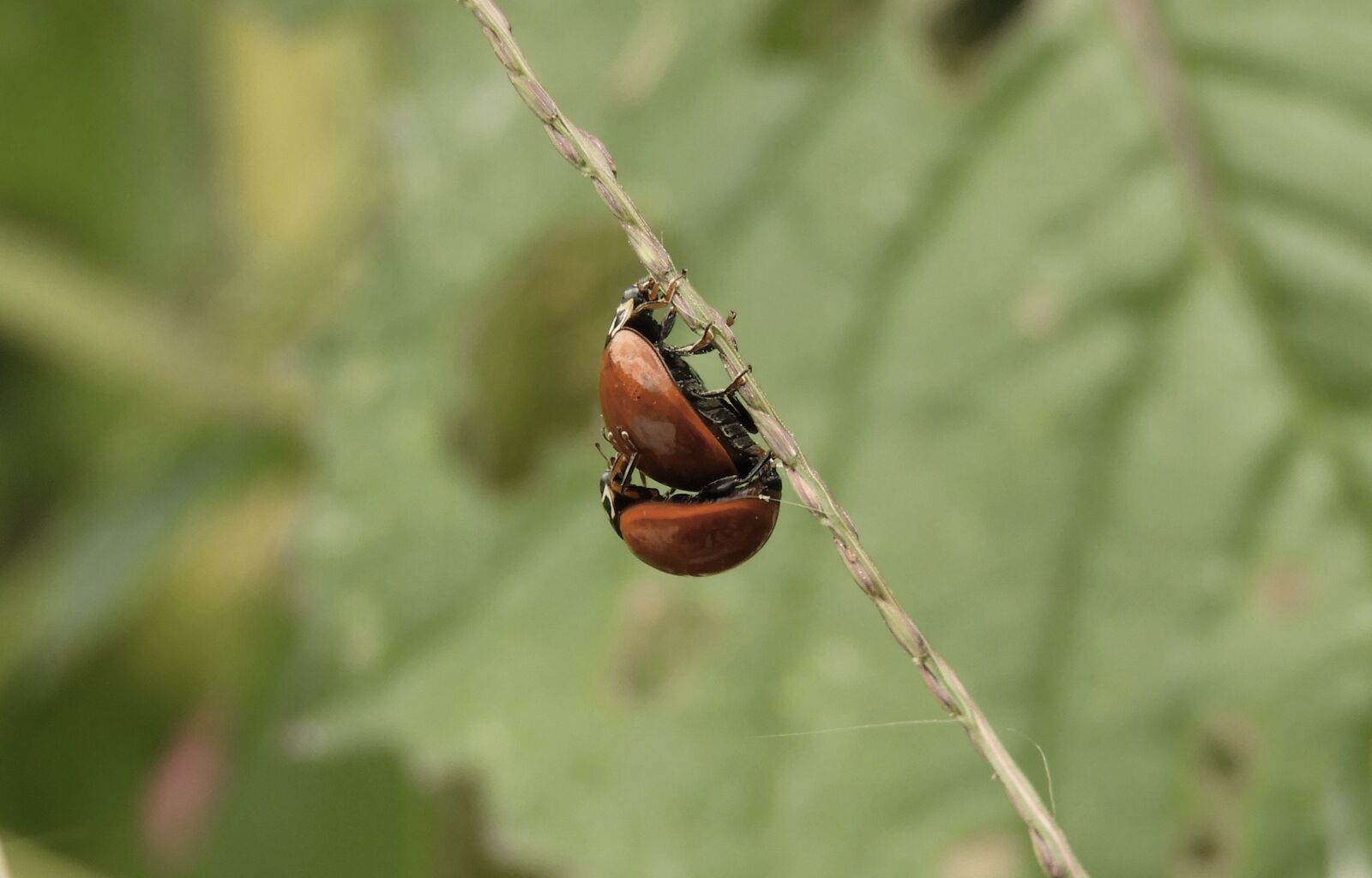 Nikon Coolpix B700 sample photo. Macro, insects, ladybugs photography
