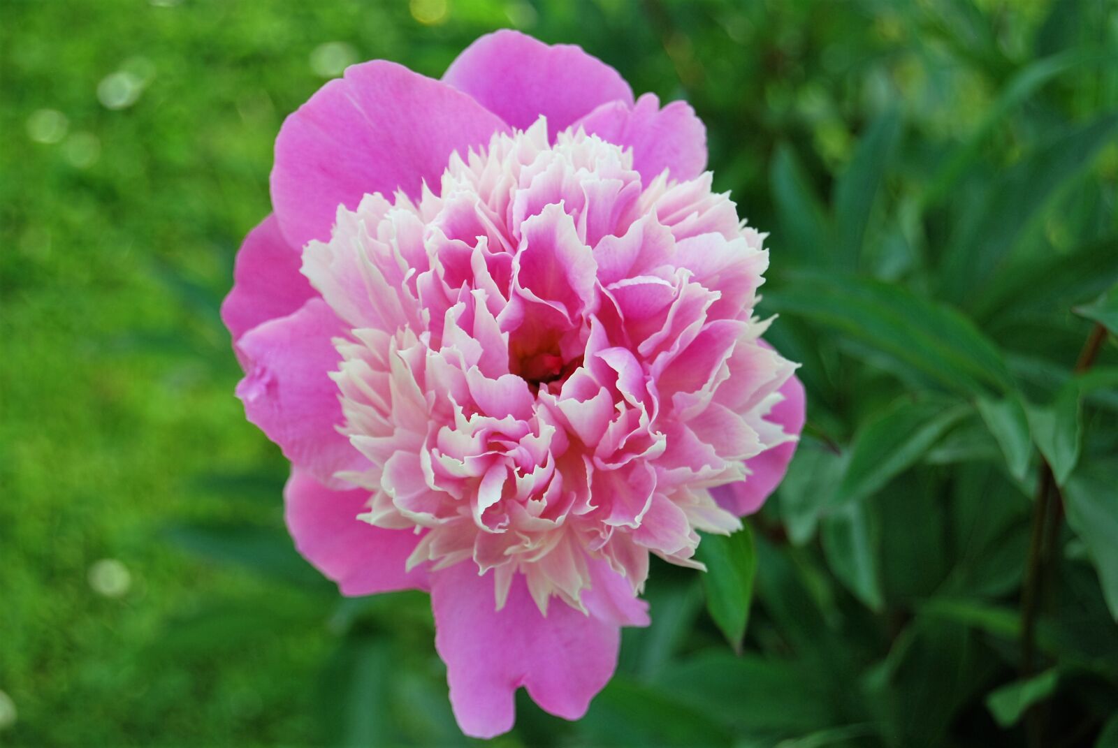 Nikon D40X sample photo. Pink, flower, petal photography