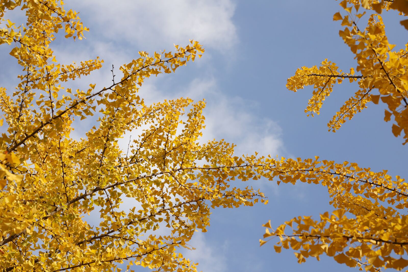 Canon EOS 6D Mark II + Sigma 85mm F1.4 DG HSM Art sample photo. Leaves, ginkgo, the leaves photography