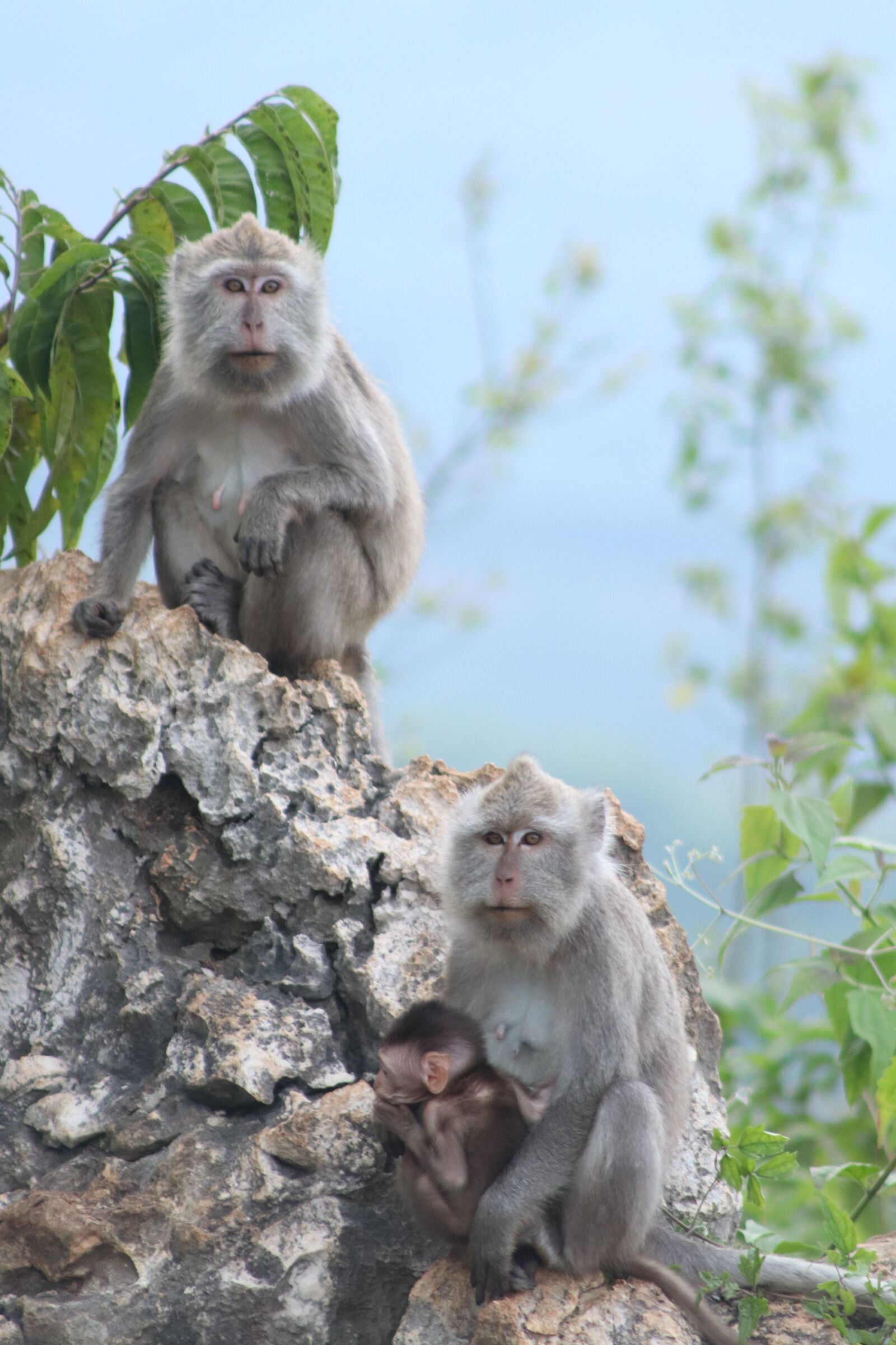 Canon EOS 800D (EOS Rebel T7i / EOS Kiss X9i) sample photo. Monkey, nature, animals photography