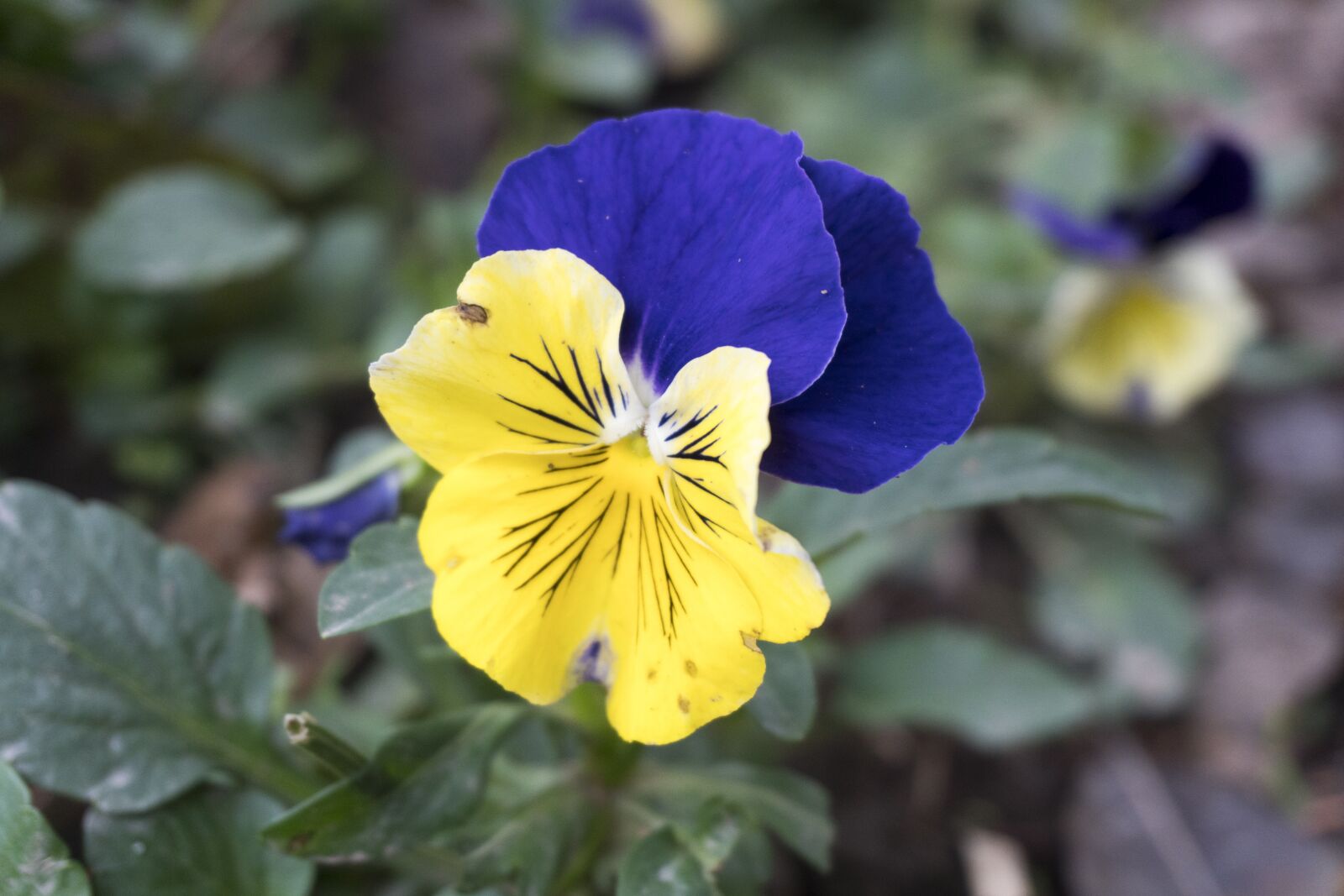 Sony E 16-50mm F3.5-5.6 PZ OSS sample photo. Flower, nature, pansy photography
